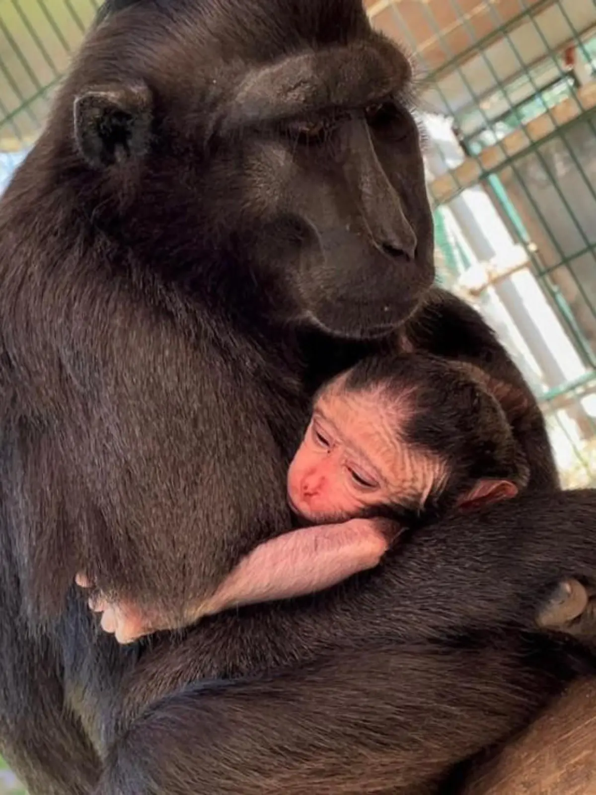Schopfmakakennachwuchs im Tierpark Gettorf.