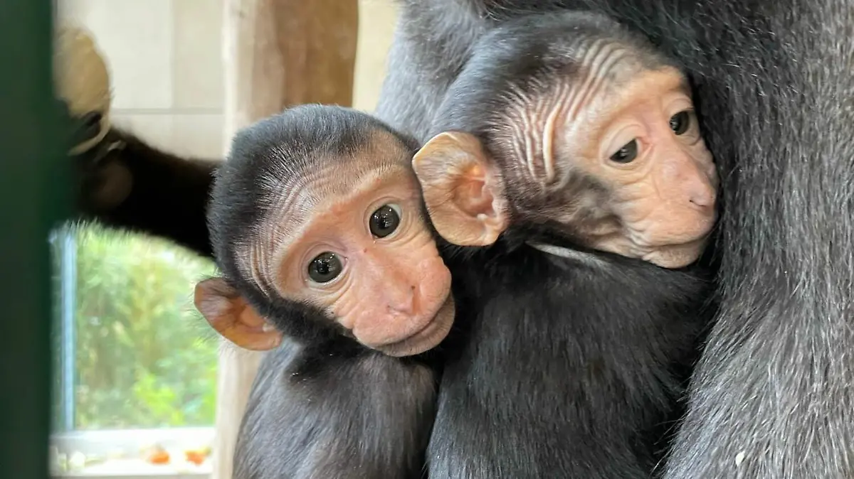 Die Schopfmakaken Nio und Ketut sind schon im Mai im Tierpark Gettorf geboren worden.