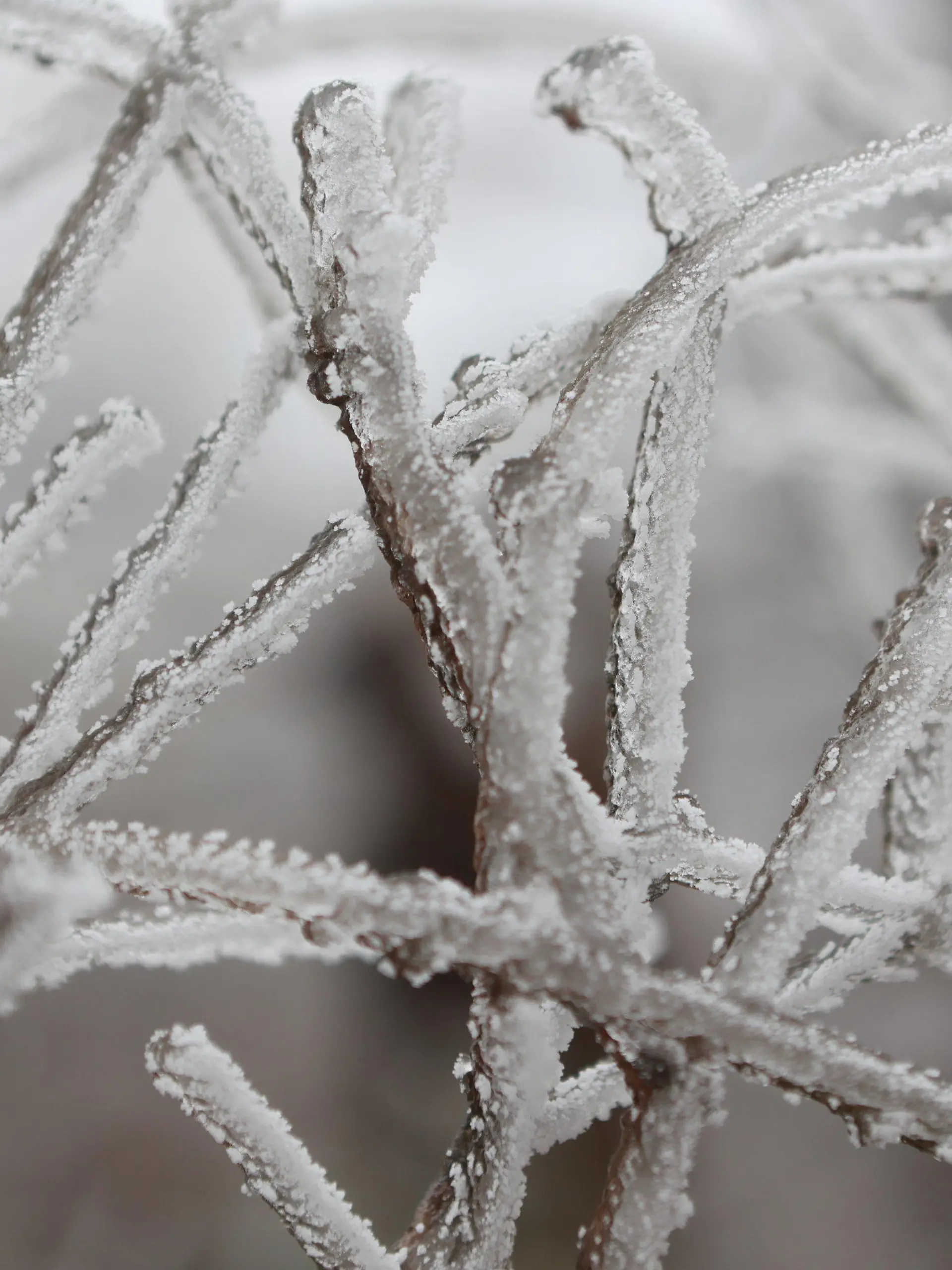 02.04.2023, Sachsen-Anhalt, Schierke: Mit Raureif überzogen sind die Zweige eines Strauches im Brockenwald. Polare Kaltluft hat den Winter in Deutschland wie hier im Harz auf dem Brocken zurückkehren lassen. Der Frost hat die feuchte Luft an Bäumen, Sträuchern und Gräsern gefrieren lassen. In den kommenden Tagen bleibt das Wetter unverändert. Erst zum Wochenende sollen die Temperaturen wieder steigen. Foto: Matthias Bein/dpa +++ dpa-Bildfunk +++