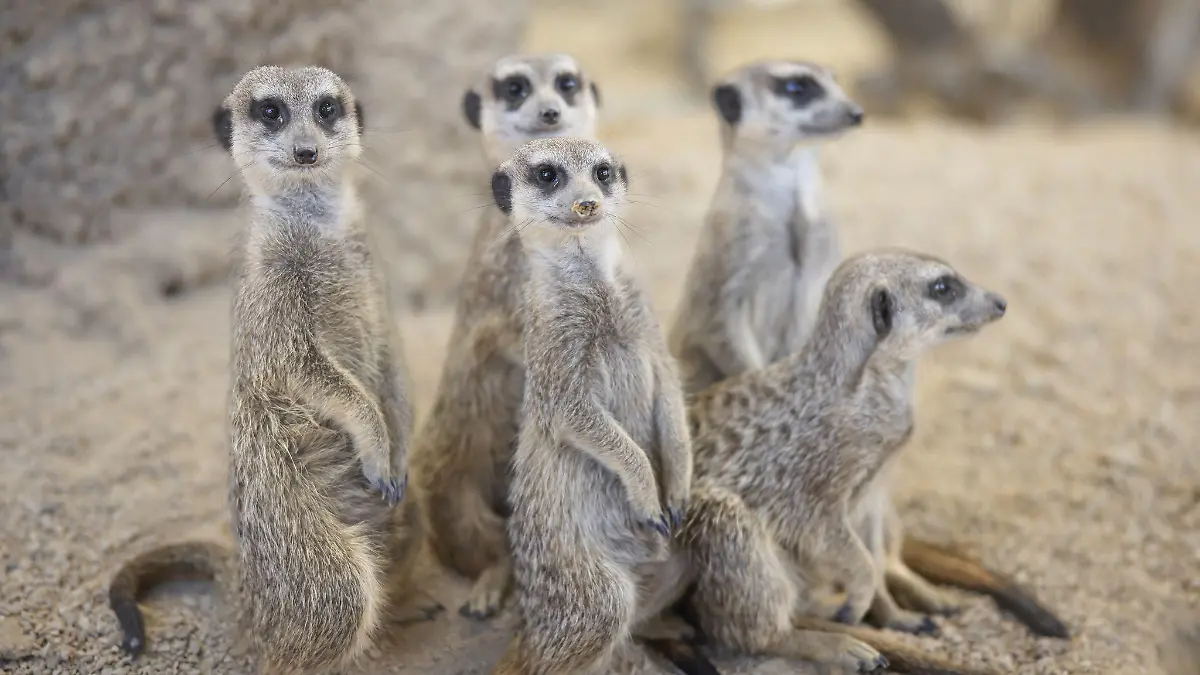 Erdmännchen stehen im Erdmännchengehege eines Zoos.