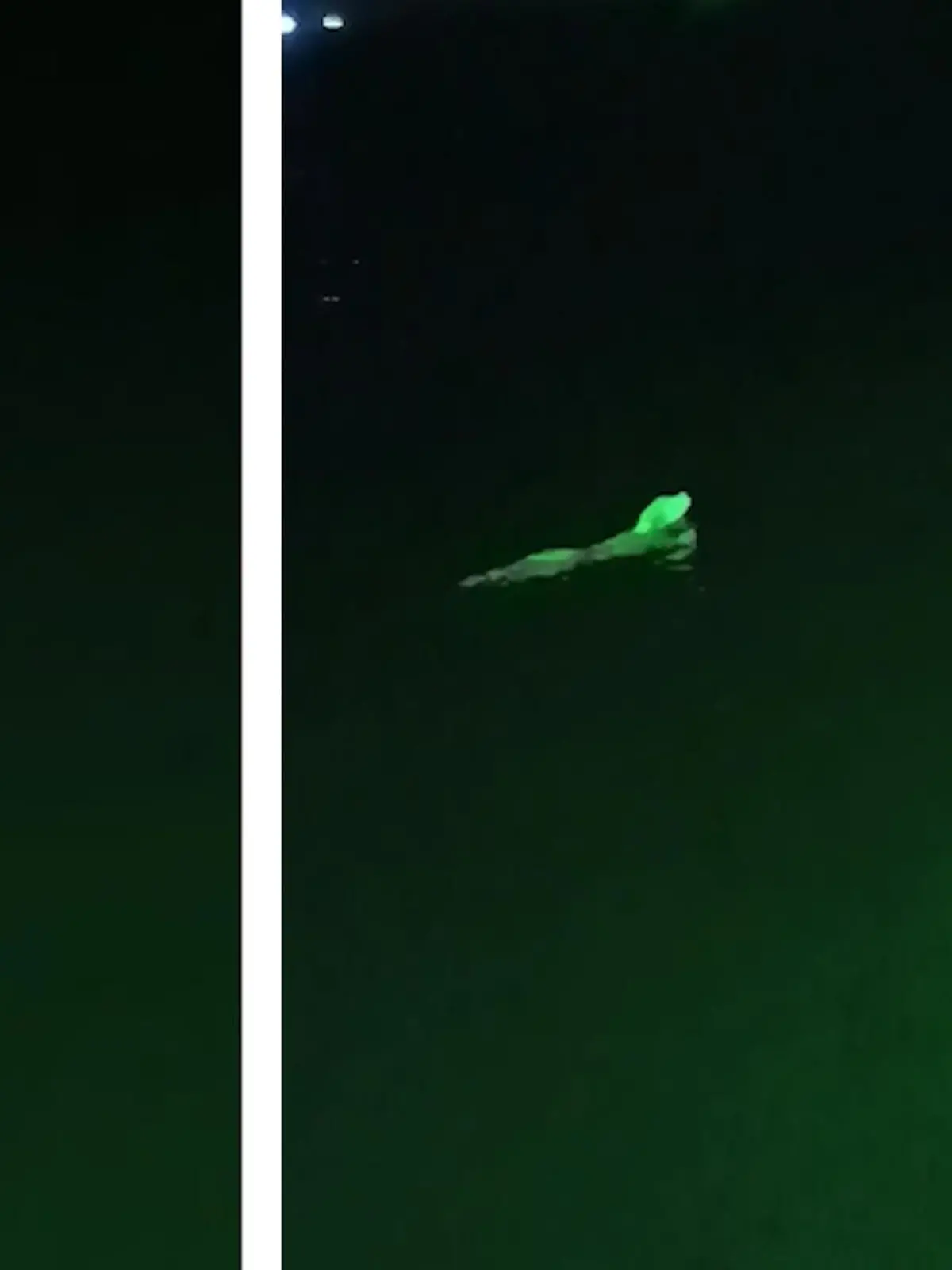 Ein thailändischer Fischer macht beim Schleppnetzfischen eine mysteriöse Entdeckung: Gründe Hunde! Was dahinter steckt, erfahren Sie im Video.