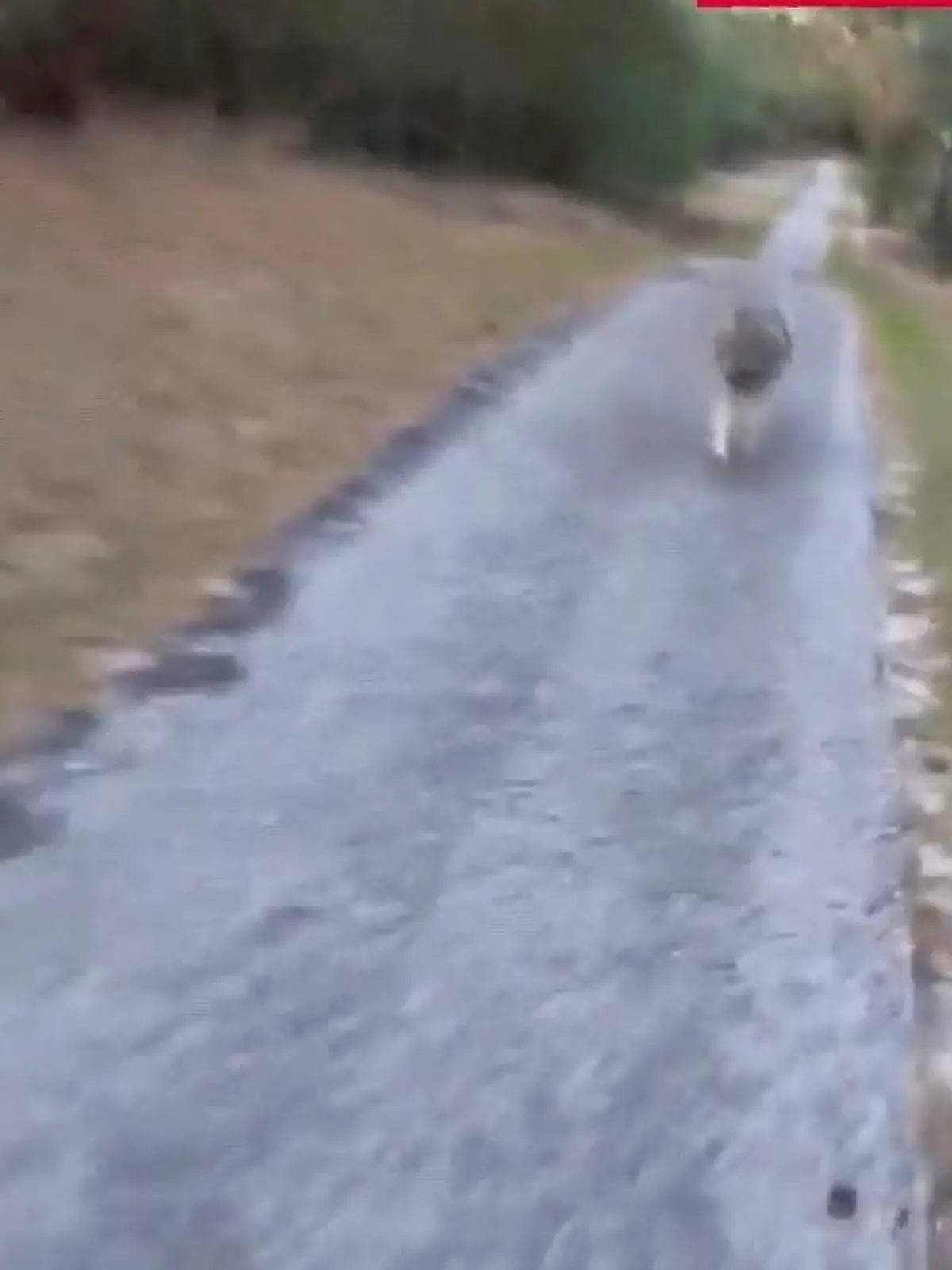So war diese Fahrradtour bestimmt nicht geplant! In dem niederländischen Nationalpark "De Hoge" SSpringt auf einmal ein Wolf aus dem Gebüsch und nimmt die Verfolgung es Radfahrers auf. Wie er entkommen ist... die spektakulären Bilder.