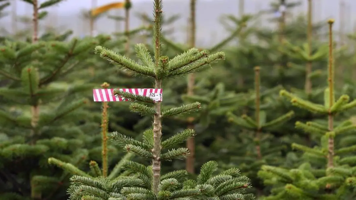 Christbäume