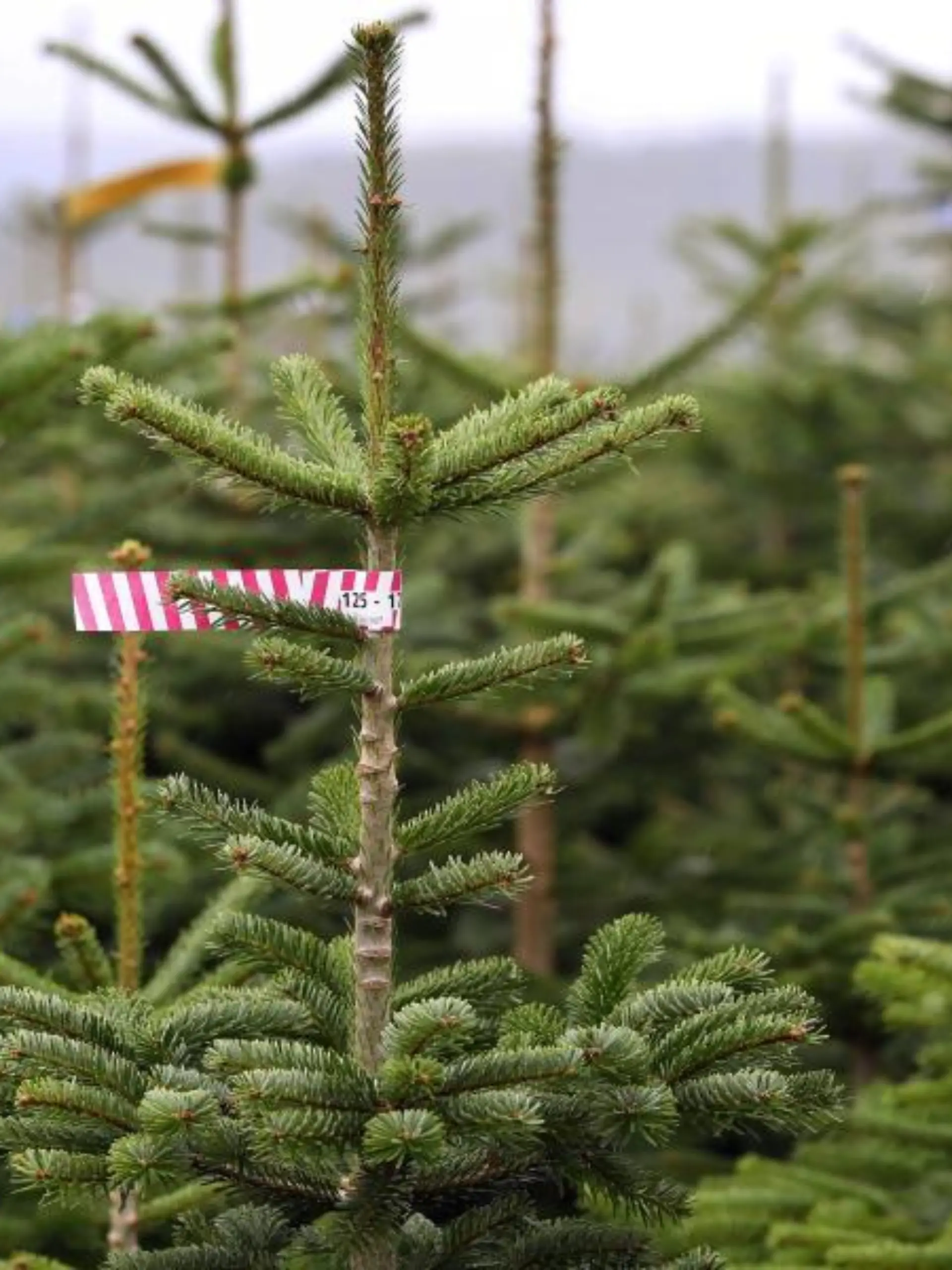 Christbäume