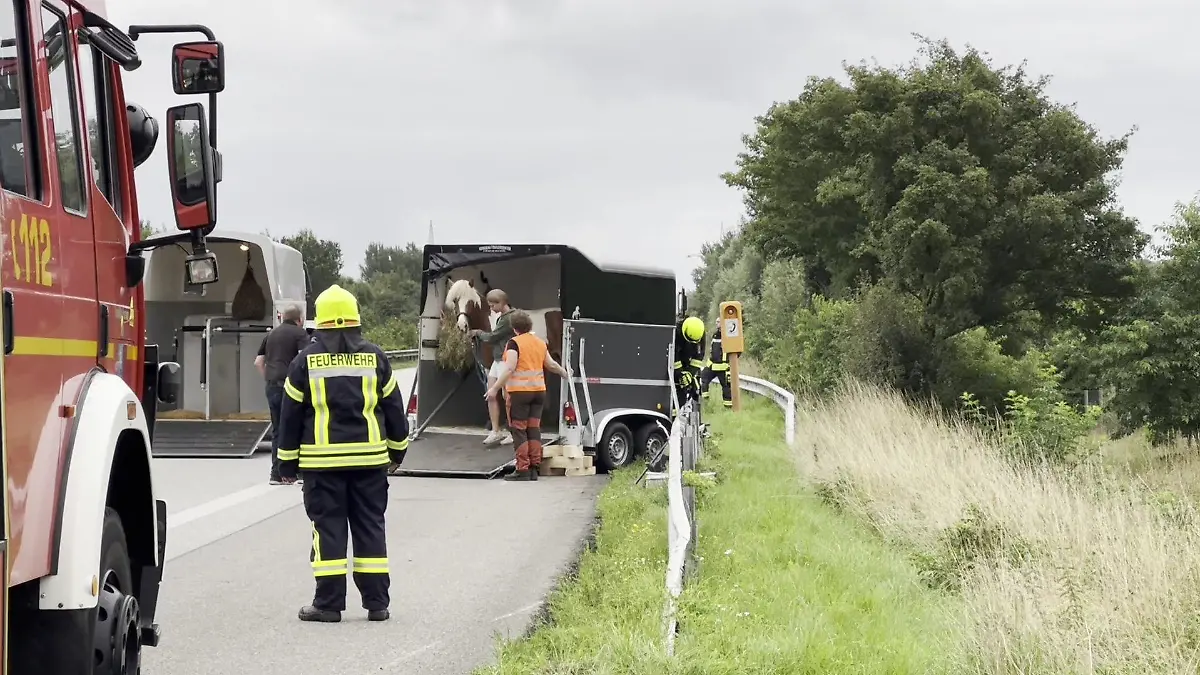 Ein Pferd wird auf der Autobahn von einem Pferdeanhänger in einen anderen geführt.