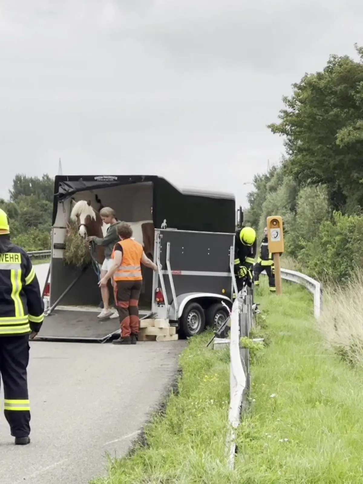 Ein Pferd wird auf der Autobahn von einem Pferdeanhänger in einen anderen geführt.