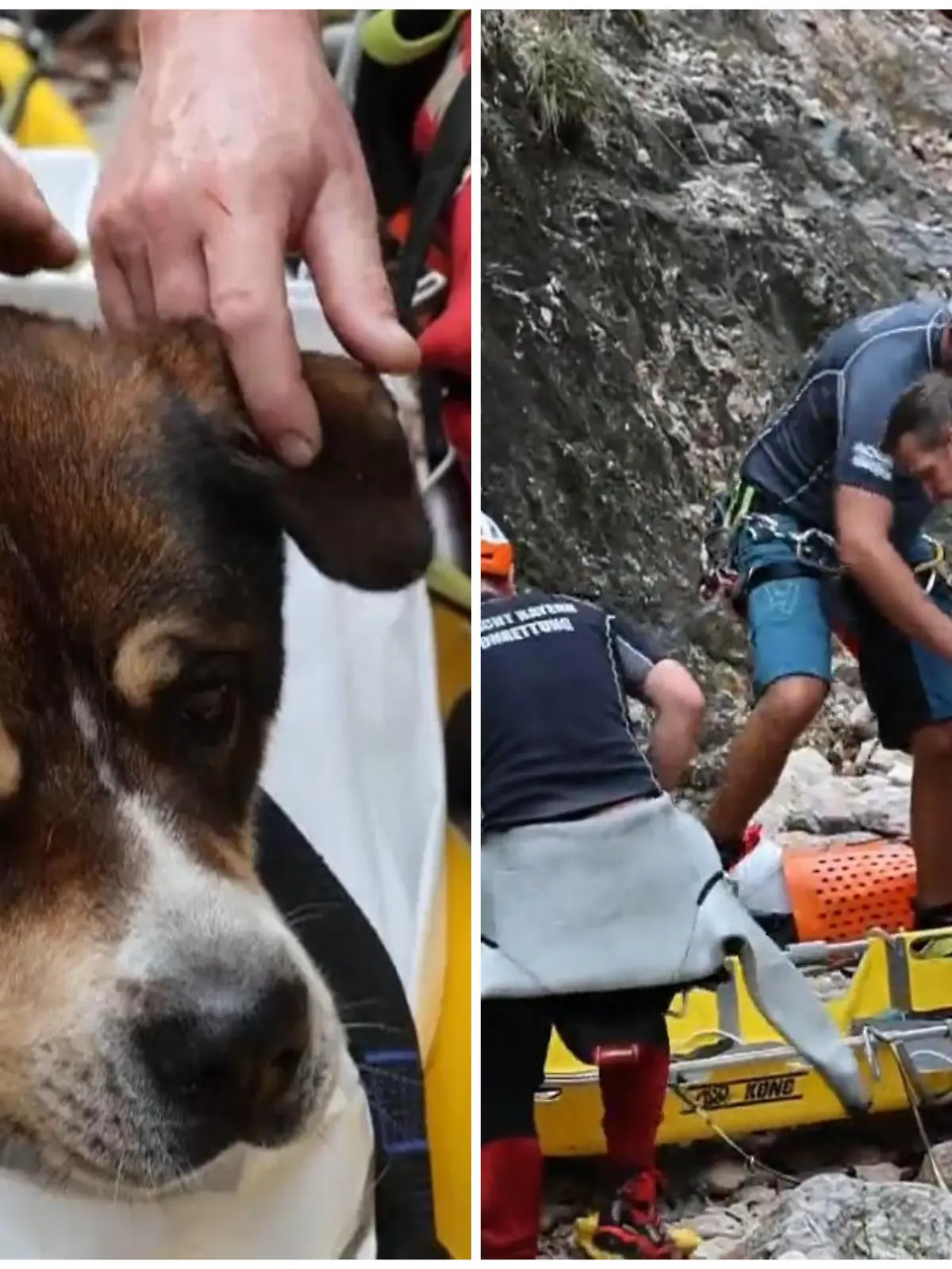 Ein Ehepaar aus den Niederlanden ist mit seinen beiden Hunden in Marktschellenberg (Bayern) am wandern, als plötzlich das Unfassbare passiert: Hund Boea verliert den Halt und stürzt zehn Meter in die Tiefe. Den dramatischen Rettungseinsatz sehen Sie im Video.
