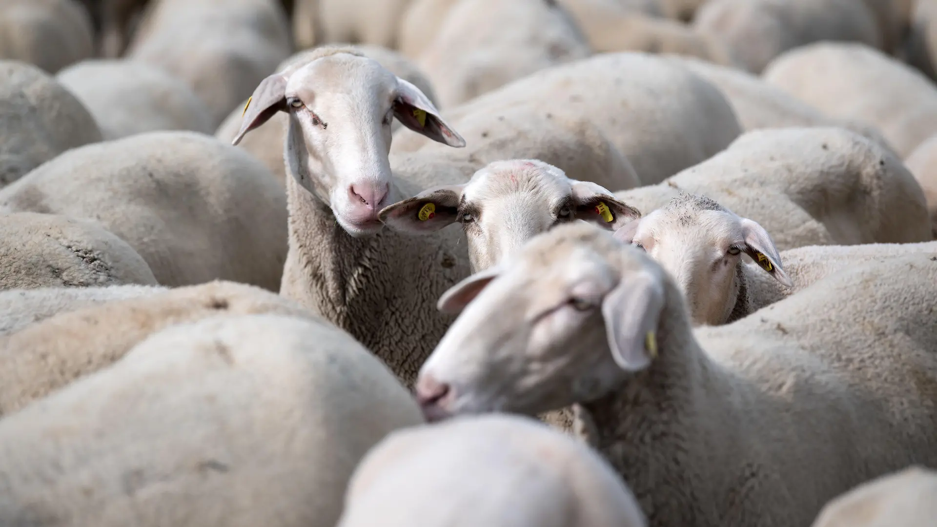 28.08.2018, Bayern, München: Eine Schafherde weidet auf der Panzerwiese. Nach der wochenlangen Trockenheit geht vielen Schäfern in Bayern das Futter für ihre Tiere aus. Foto: Sven Hoppe/dpa +++ dpa-Bildfunk +++