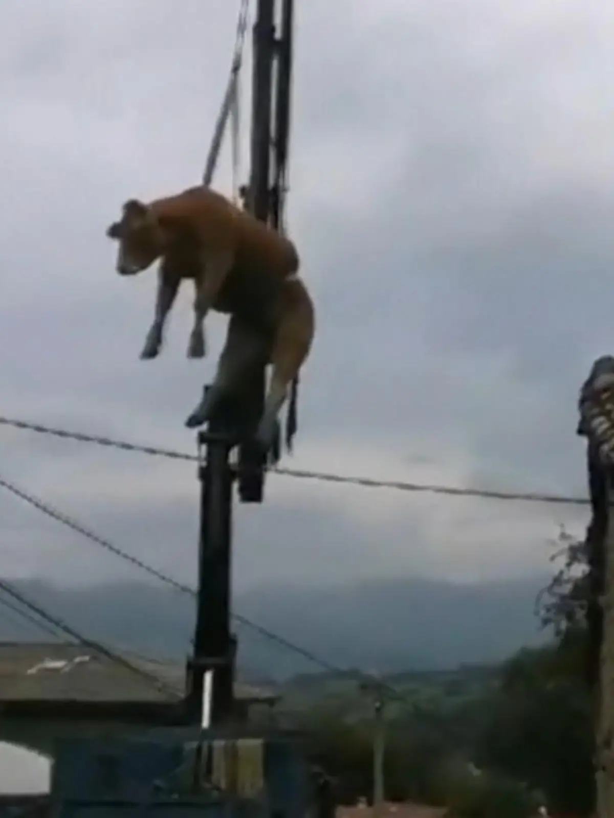 In Spanien sind zwei Kühe offenbar auf einem Dach gelandet - eine von ihnen kam von selbst nicht mehr herunter. Die Feuerwehr musste deshalb mit schwerem Gerät anrücken.
