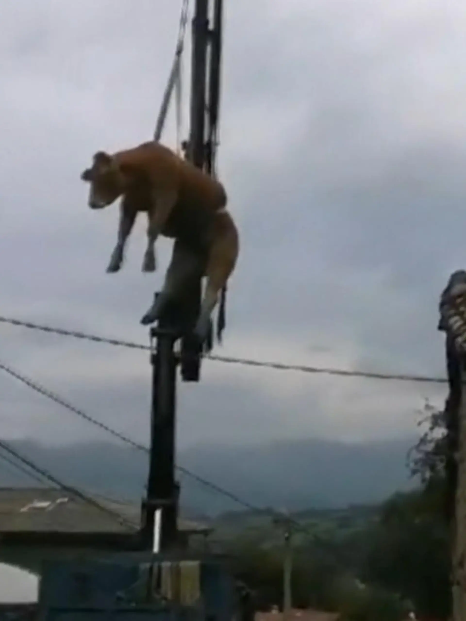In Spanien sind zwei Kühe offenbar auf einem Dach gelandet - eine von ihnen kam von selbst nicht mehr herunter. Die Feuerwehr musste deshalb mit schwerem Gerät anrücken.