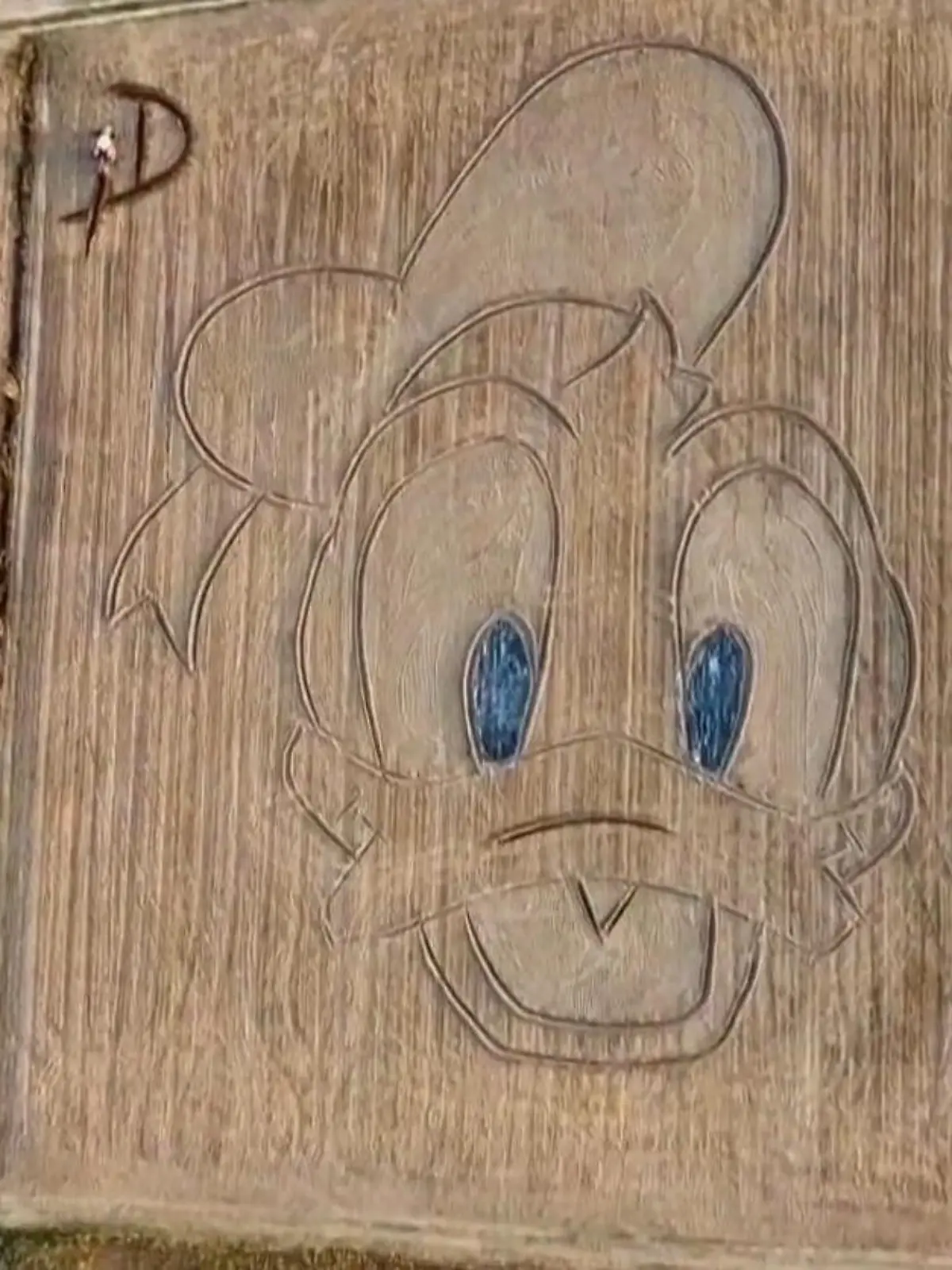 Donald Duck auf Papier zeichnen, das können viele. Dario Gambarin hat sich etwas ganz Besonderes einfallen lassen, um die berühmte Ente in Szene zu setzen: Er hat sie einfach mal ins Feld gepflügt - und wie! Das unglaubliche Ergebnis seiner Arbeit zeigen wir Ihnen im Video!