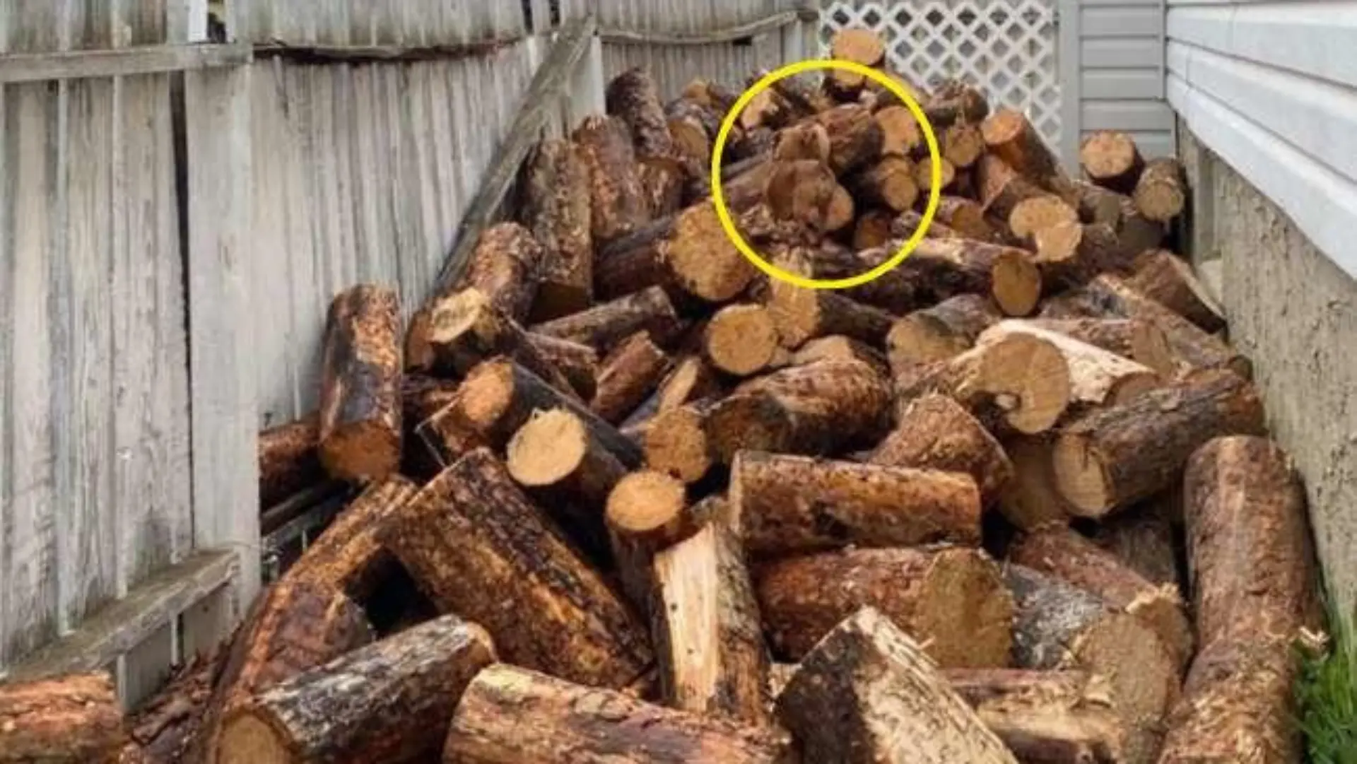 Hunde-Suchbild-Auflösung