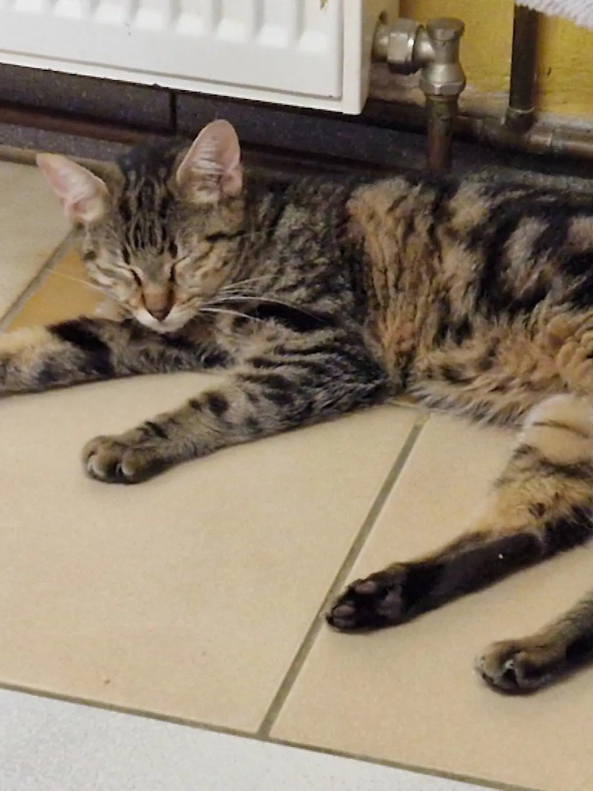 Kater Tiga hat eine Familie gefunden