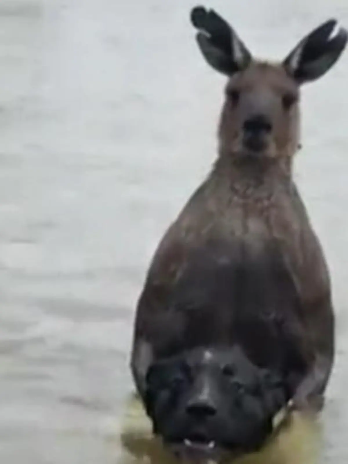 Ein Hundebesitzer und Kampfkunst-Lehrer musste seinen eigenen Hund aus dem Schwitzkasten eines Aggro-Kängurus befreien. Beuteltier und Mensch kämpften dabei sogar unter Wasser! Im Video zeigen wir Ihnen, wie der spektakuläre Kampf ausgegangen ist.