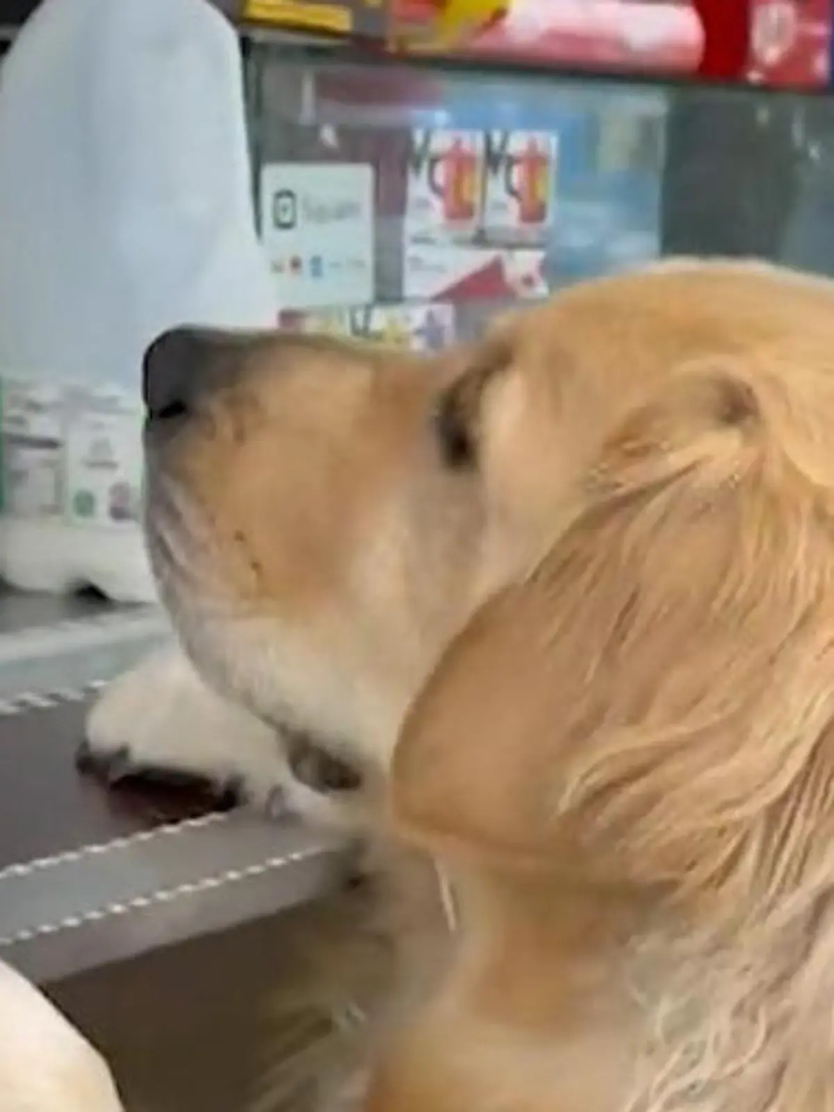 Selbst ist der Hund! Der schlaue Golden Retriever „Paddy" bestellt an seinem Lieblingsimbiss sein Essen.