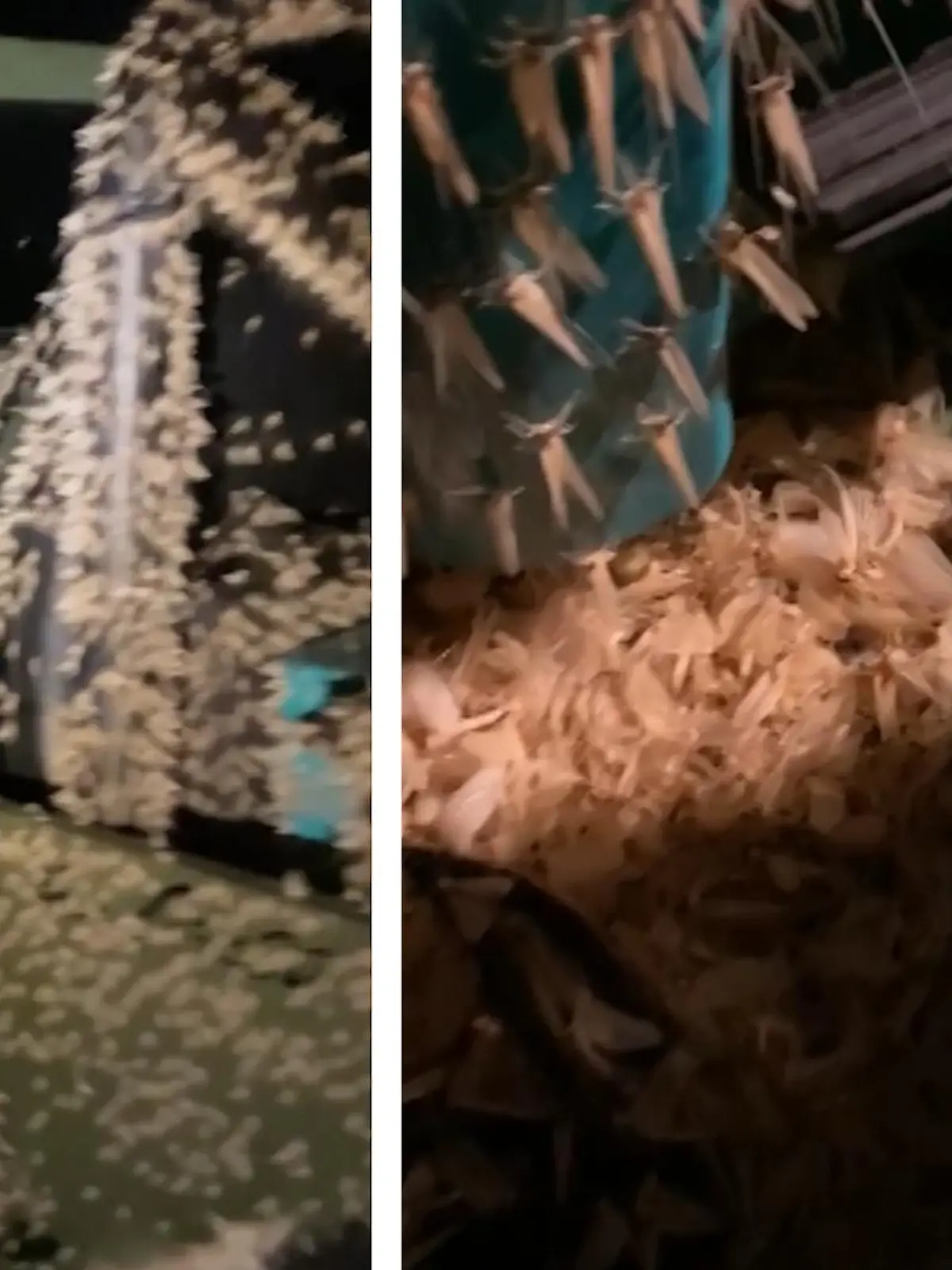 Dieser thailändische Fischer findet nicht nur einen ungebetenen Gast auf seinem Kleintransporter, sondern gleich tausende - im Video.