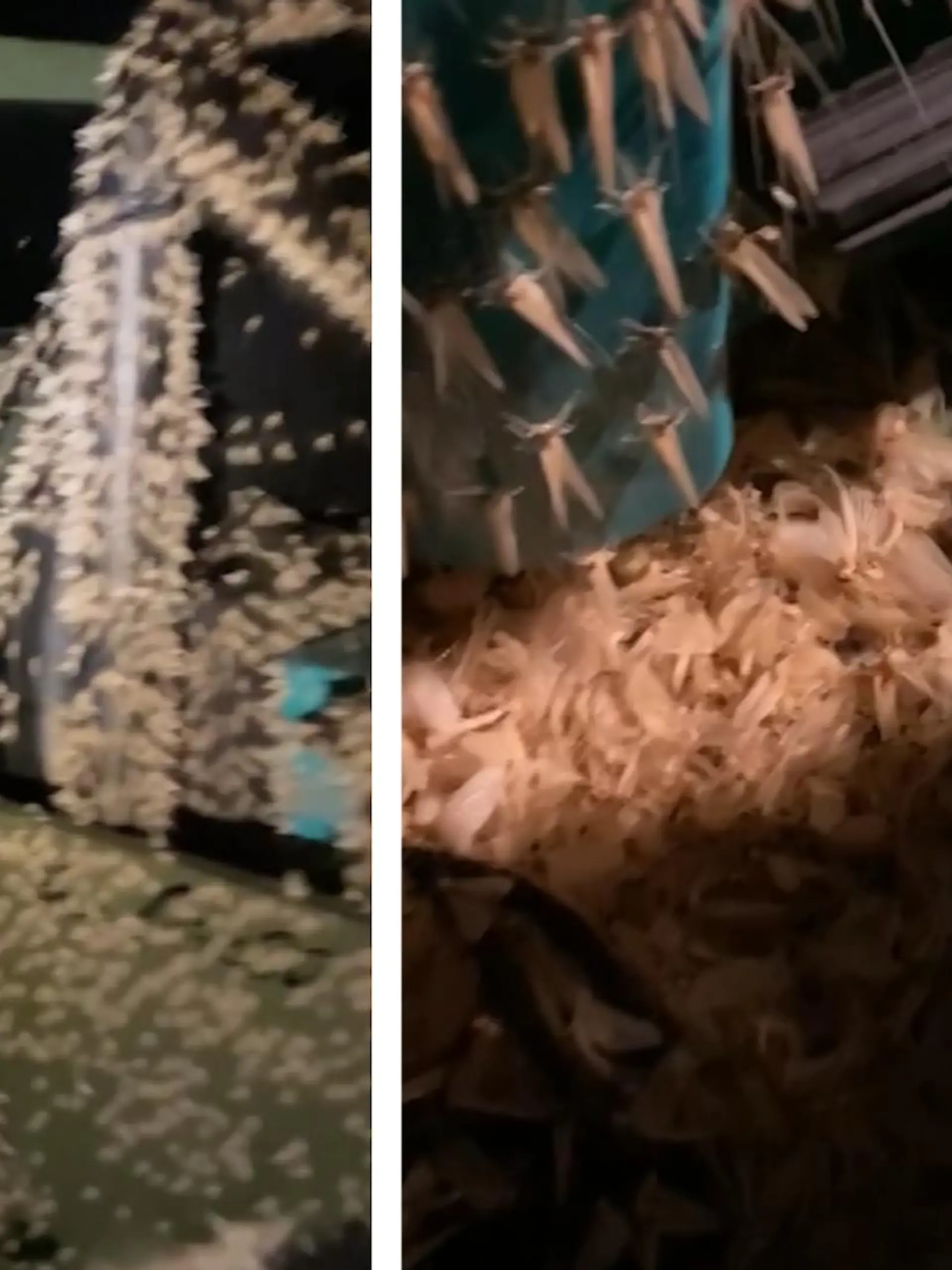 Dieser thailändische Fischer findet nicht nur einen ungebetenen Gast auf seinem Kleintransporter, sondern gleich tausende - im Video.