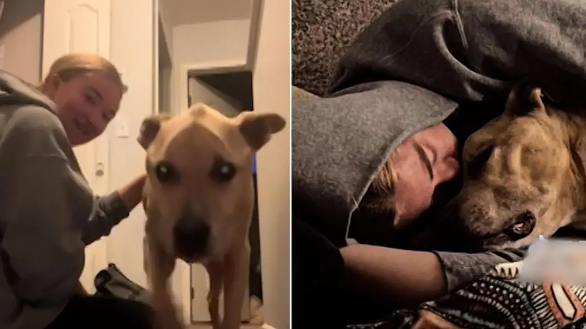 Sie ahnte, es ist das letzte Mal: Frau kuschelt mit Hund letztes Mal im Bett - dann stirbt er