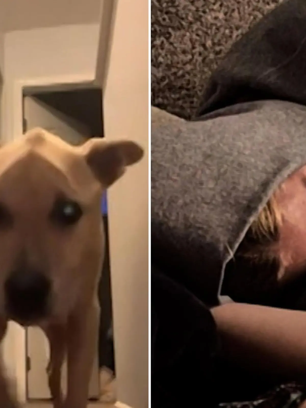 Kailyn und ihr Hund Bauer liegen ein letztes Mal gemeinsam im Bett, dann stirbt er. Die emotionalen Bilder sehen Sie im Video.