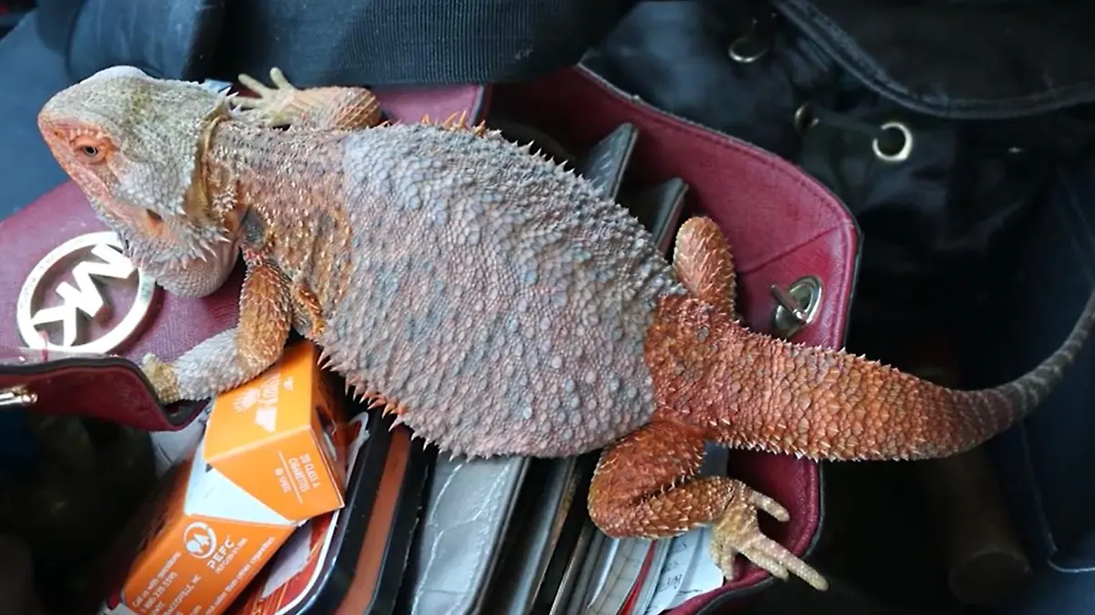 Eine Eidechse sitzt auf einer Frauenhandtasche in einem Auto.