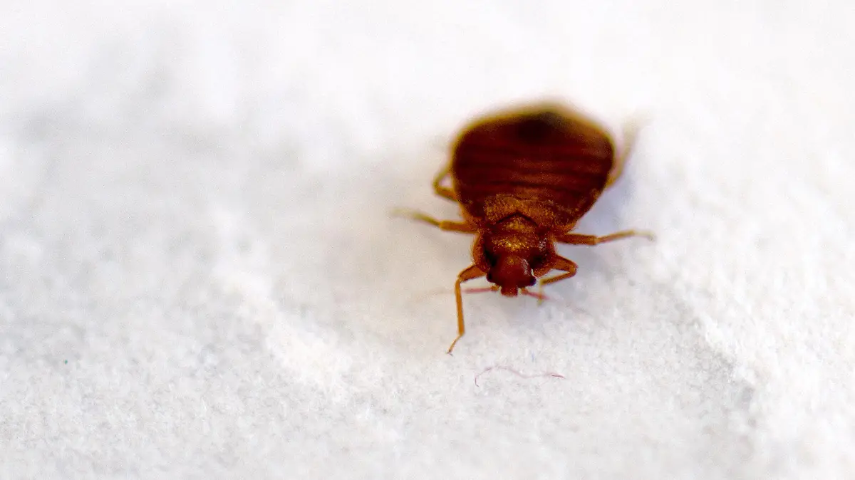 ARCHIV - 07.11.2016, Sachsen, Dresden: Eine Bettwanze (Cimex lectularius), aufgenommen am Biologischen Institut der Technische Universität (TU) Dresden (angewandte Zoologie), aufgenommen am 07.11.2016 in Dresden (Sachsen). Inmitten der Aufregung um Bettwanzen in Frankreich hat Gesundheitsminister Rousseau zu beschwichtigen versucht. «Ich denke, dass es keinen Grund zu allgemeiner Panik gibt». Foto: Arno Burgi/dpa-Zentralbild/dpa +++ dpa-Bildfunk +++