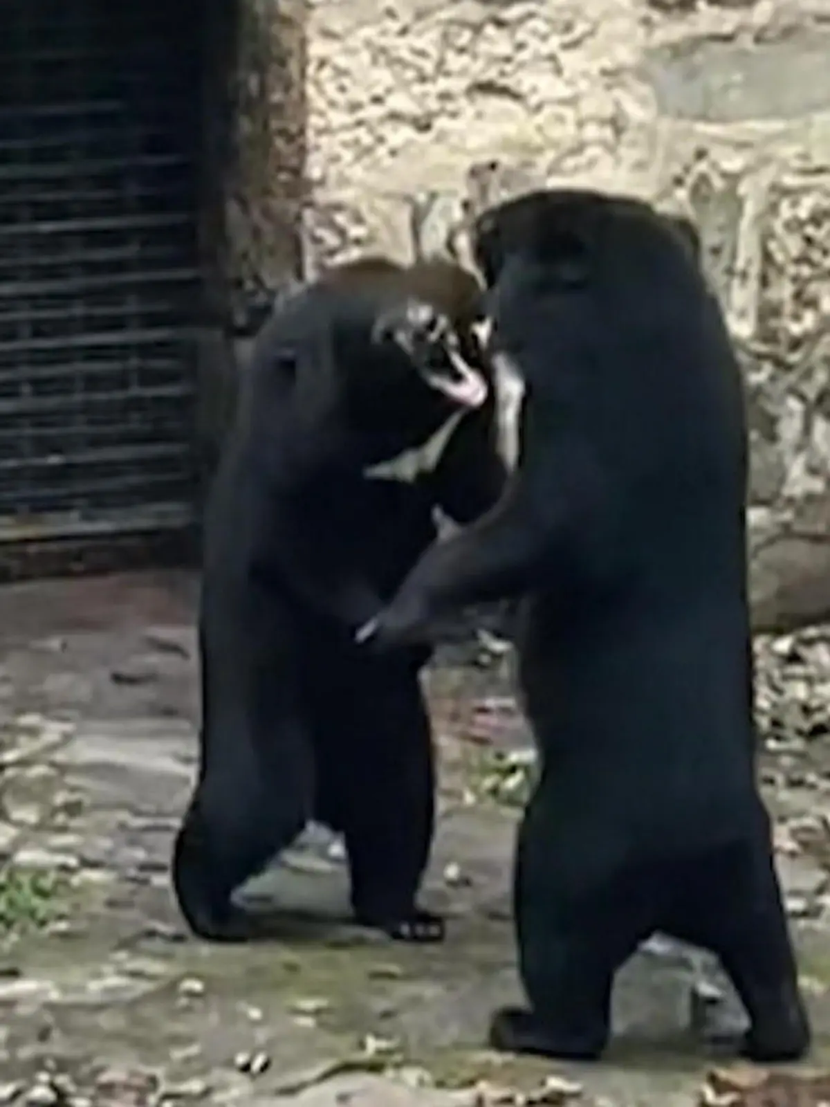Dicke Luft im Bärengehege: Zwei Schwarzbären in einem chinesischen Zoo haben scheinbar ein ordentliches Aggressionsproblem und prügeln sich vor den Augen entsetzter Zoobesucher.