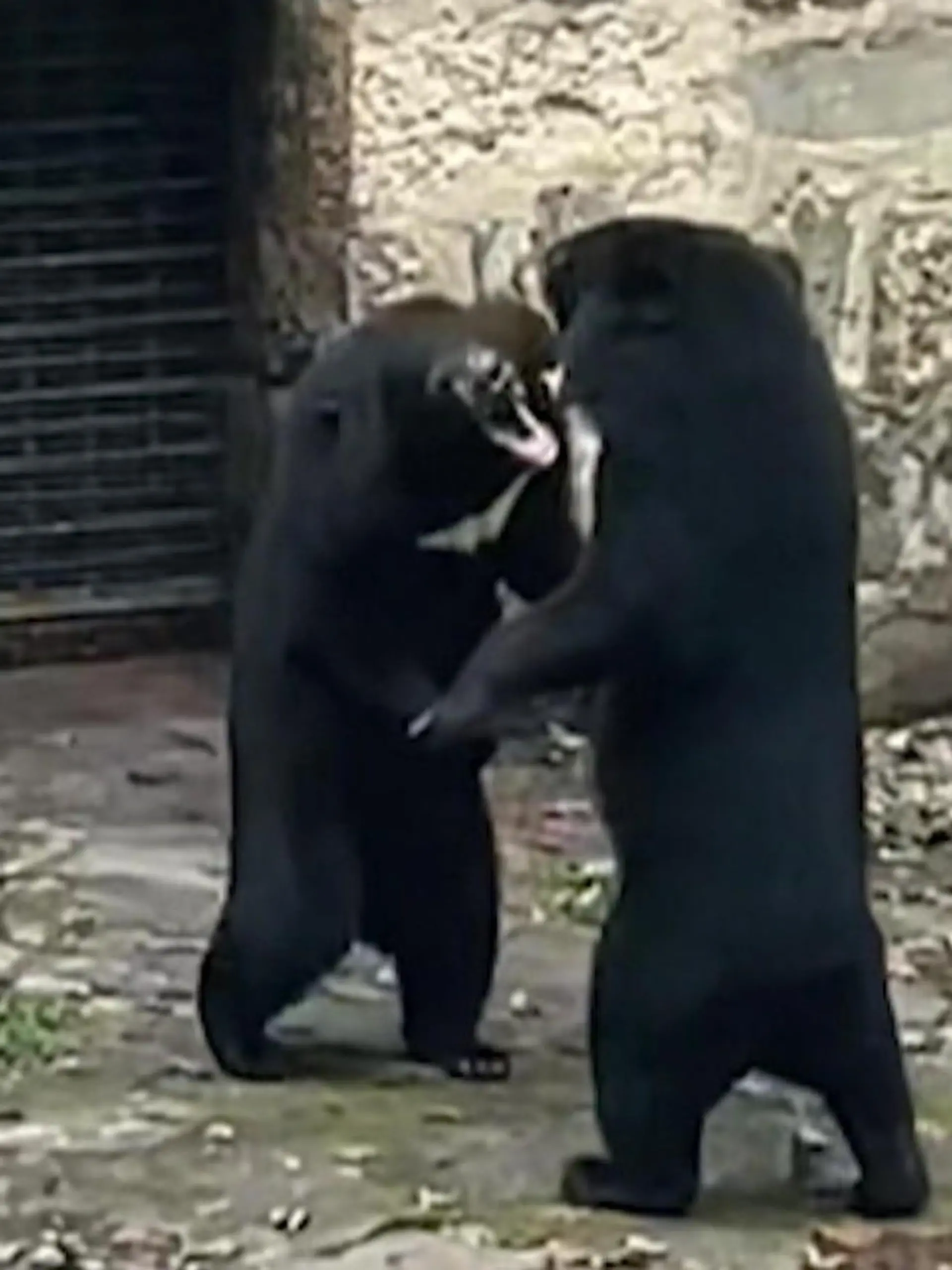 Dicke Luft im Bärengehege: Zwei Schwarzbären in einem chinesischen Zoo haben scheinbar ein ordentliches Aggressionsproblem und prügeln sich vor den Augen entsetzter Zoobesucher.