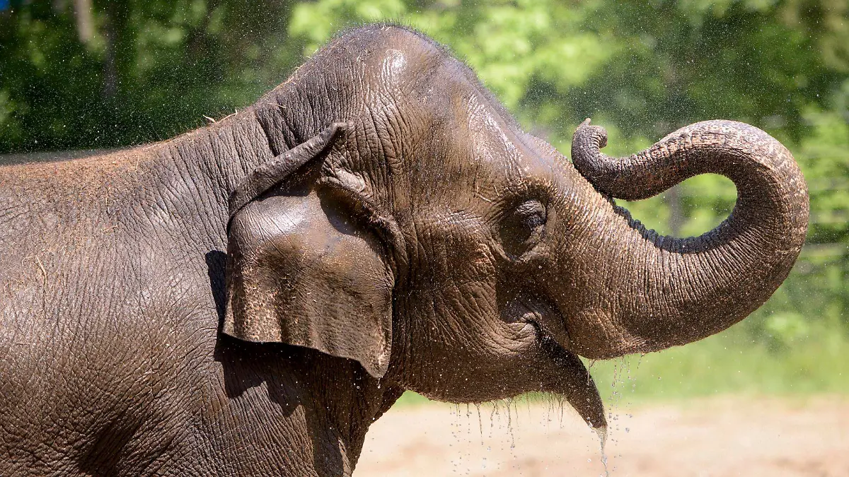 Rani drinks water in an outdoor area in 2017 at the Saint Louis Zoo, in St. Louis, Mo. St. Louis Zoo officials say the female Asian elephant at the St. Louis Zoo died shortly after her herd became agitated from a small dog running loose. Rani (pronounced Rahn-ee) died Friday, Oct. 13, 2023, at age 27. (Ray Meibaum/Saint Louis Zoo via AP)