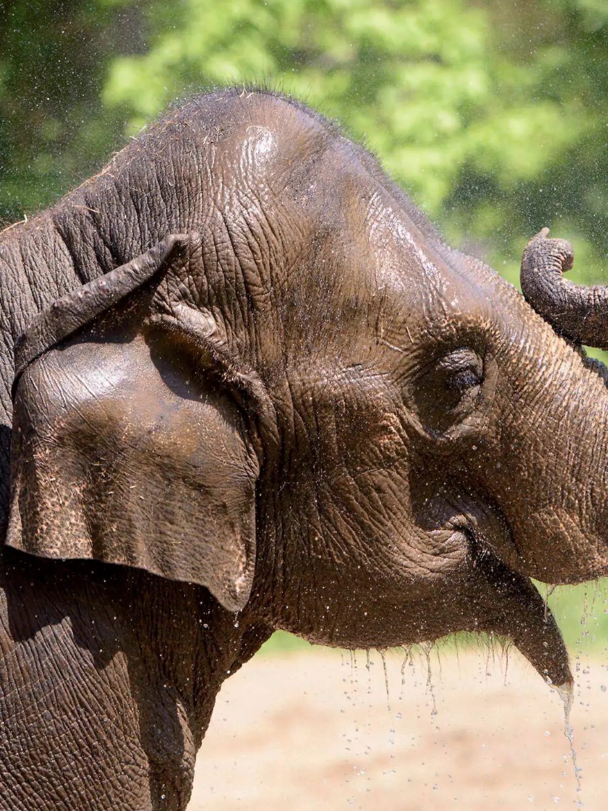 Rani drinks water in an outdoor area in 2017 at the Saint Louis Zoo, in St. Louis, Mo. St. Louis Zoo officials say the female Asian elephant at the St. Louis Zoo died shortly after her herd became agitated from a small dog running loose. Rani (pronounced Rahn-ee) died Friday, Oct. 13, 2023, at age 27. (Ray Meibaum/Saint Louis Zoo via AP)
