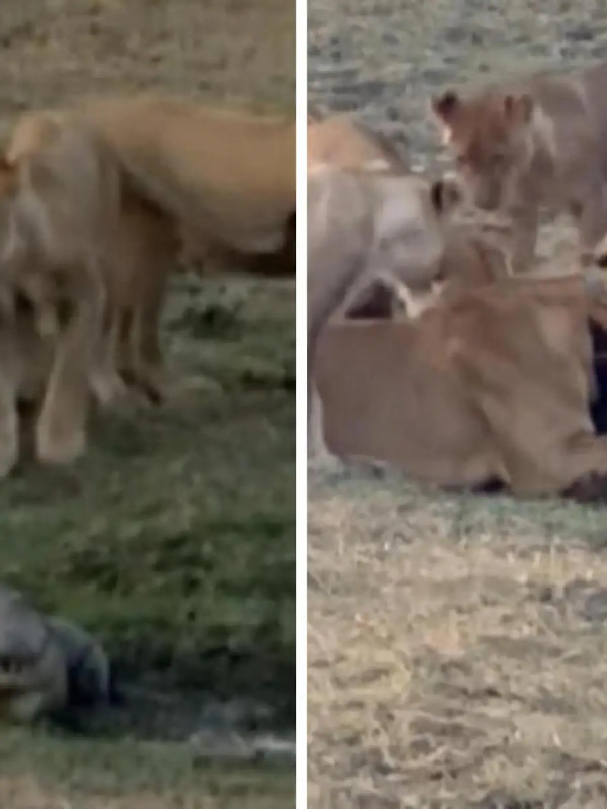 In einem Nationalpark in Sambia hat es ein Löwenrudel auf ein einziges Krokodil abgesehen. Die Tiere gehen auf den Alligator los - die Szenen sehen Sie im Video.