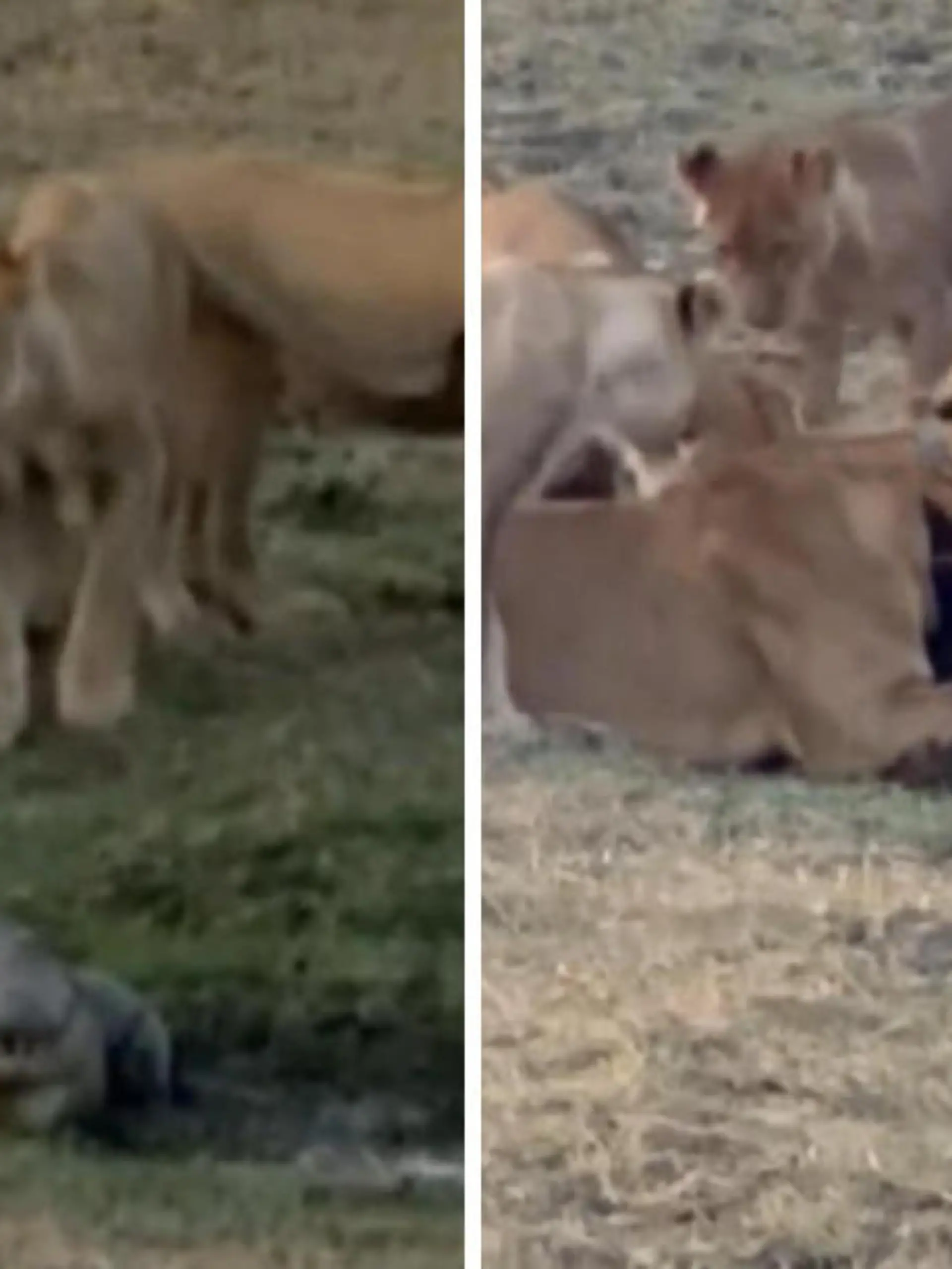 In einem Nationalpark in Sambia hat es ein Löwenrudel auf ein einziges Krokodil abgesehen. Die Tiere gehen auf den Alligator los - die Szenen sehen Sie im Video.