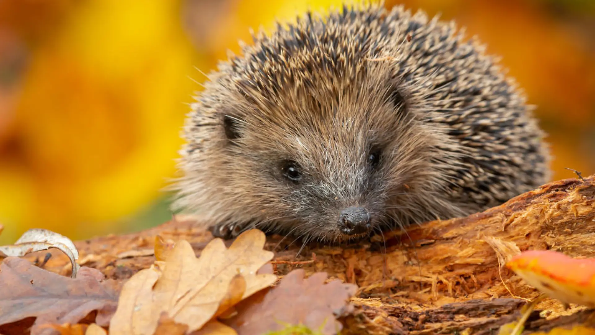 Hedgehog, (Scientific name: Erinaceus Europaeus) Wild, native, European hedgehog in Autumn foraging on a fallen log with colourful orange and yellow leaves. Horizontal. Space for copy.