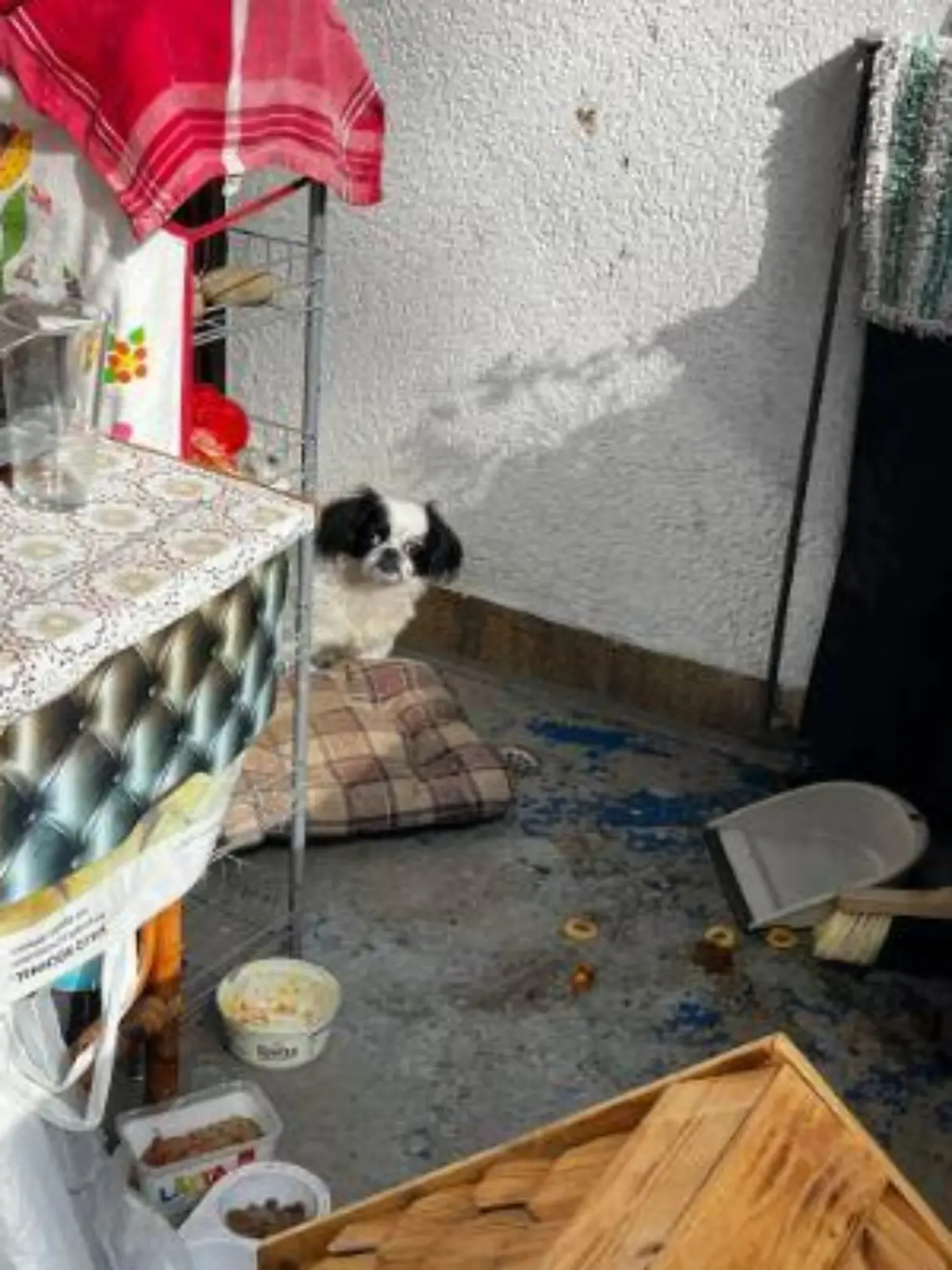Hund lebt dauerhaft auf Balkon