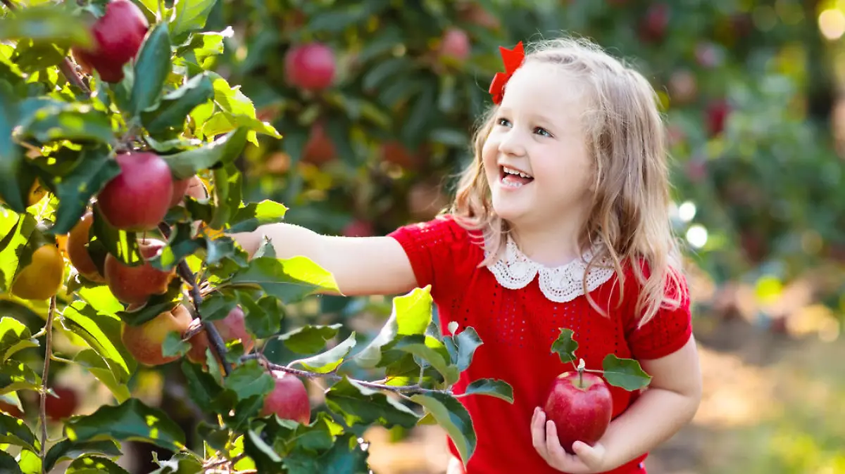 Child picking apples on a farm in autumn. Little girl playing in apple tree orchard. Kids pick fruit in a basket. Toddler eating fruits at fall harvest. Outdoor fun for children. Healthy nutrition.
