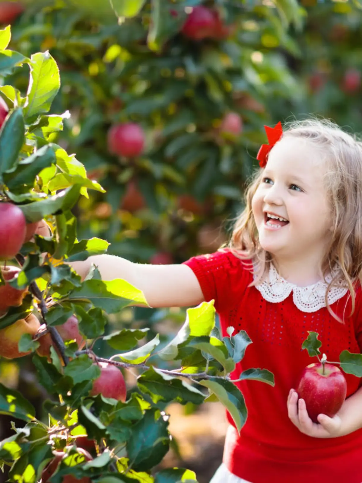 Child picking apples on a farm in autumn. Little girl playing in apple tree orchard. Kids pick fruit in a basket. Toddler eating fruits at fall harvest. Outdoor fun for children. Healthy nutrition.
