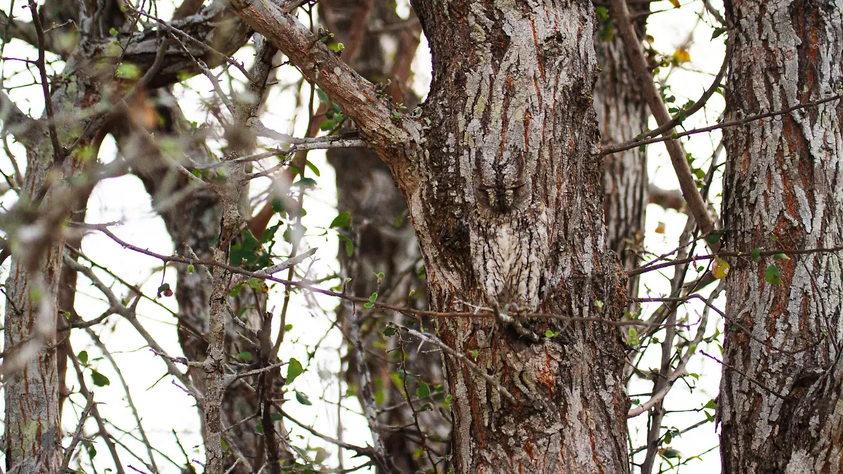 @theroanlife/ CATERS NEWS (PICTURED Owl in camouflage) You'll need 20:20 vision to spot the owl hiding in this set of photos.If you look closely, you'll notice this scops-owl camouflaged into the trees in the Timbavati Private Nature Reserve, South Africa. These incredible snaps that will have you looking twice were photographed by the eagle-eyed Roan du Plessis, 33. Roan, from Hoedspruit, South Africa, said: "It's just amazing to showcase how well some of these animals can blend in. SEE CATERS COPY .