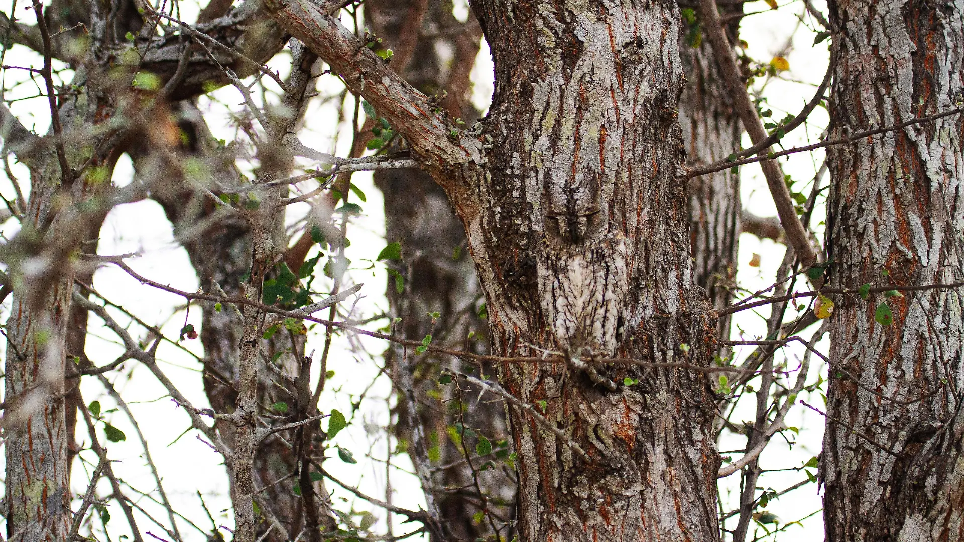 @theroanlife/ CATERS NEWS (PICTURED Owl in camouflage) You'll need 20:20 vision to spot the owl hiding in this set of photos.If you look closely, you'll notice this scops-owl camouflaged into the trees in the Timbavati Private Nature Reserve, South Africa. These incredible snaps that will have you looking twice were photographed by the eagle-eyed Roan du Plessis, 33. Roan, from Hoedspruit, South Africa, said: "It's just amazing to showcase how well some of these animals can blend in. SEE CATERS COPY .