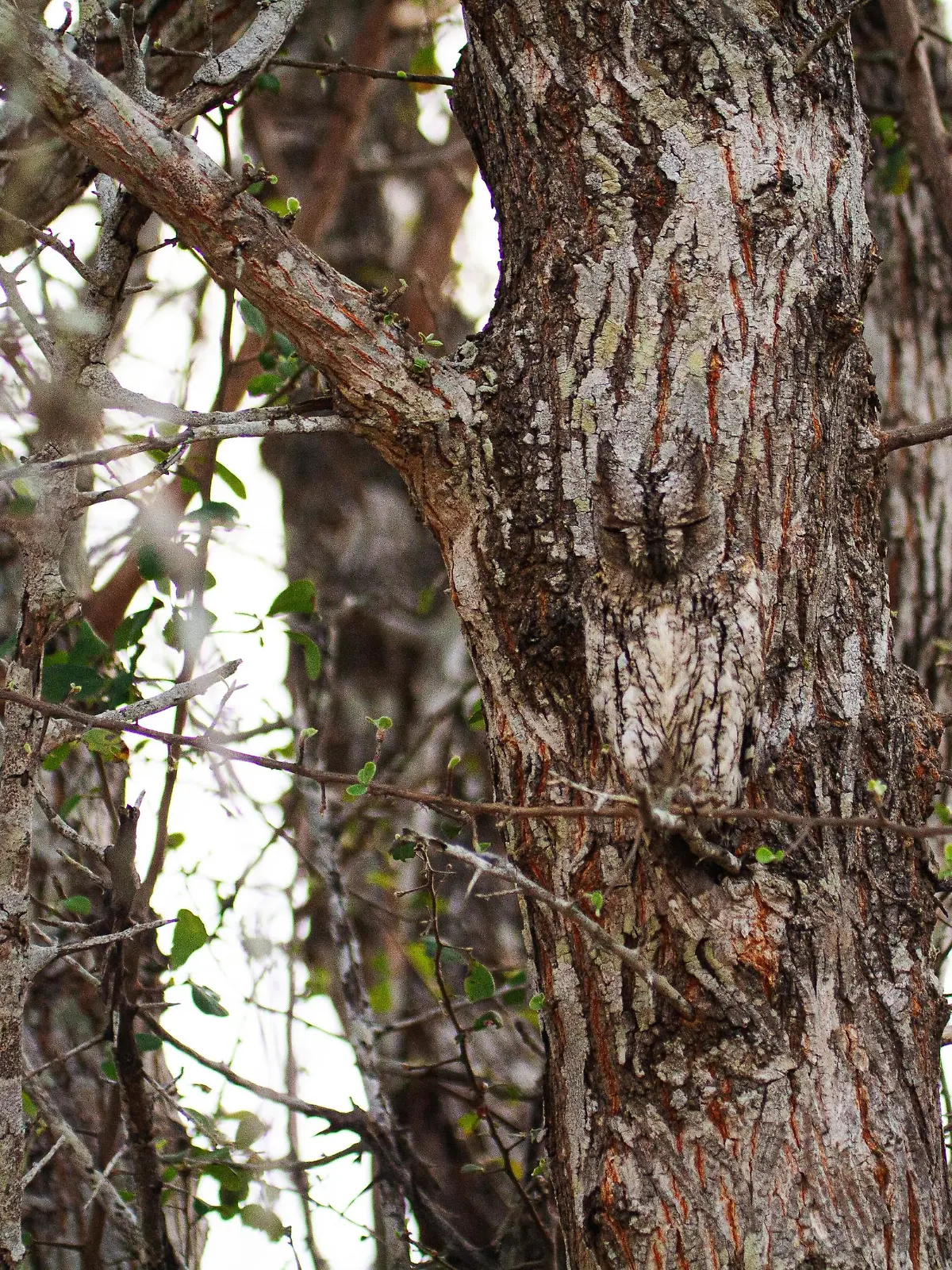 @theroanlife/ CATERS NEWS (PICTURED Owl in camouflage) You'll need 20:20 vision to spot the owl hiding in this set of photos.If you look closely, you'll notice this scops-owl camouflaged into the trees in the Timbavati Private Nature Reserve, South Africa. These incredible snaps that will have you looking twice were photographed by the eagle-eyed Roan du Plessis, 33. Roan, from Hoedspruit, South Africa, said: "It's just amazing to showcase how well some of these animals can blend in. SEE CATERS COPY .
