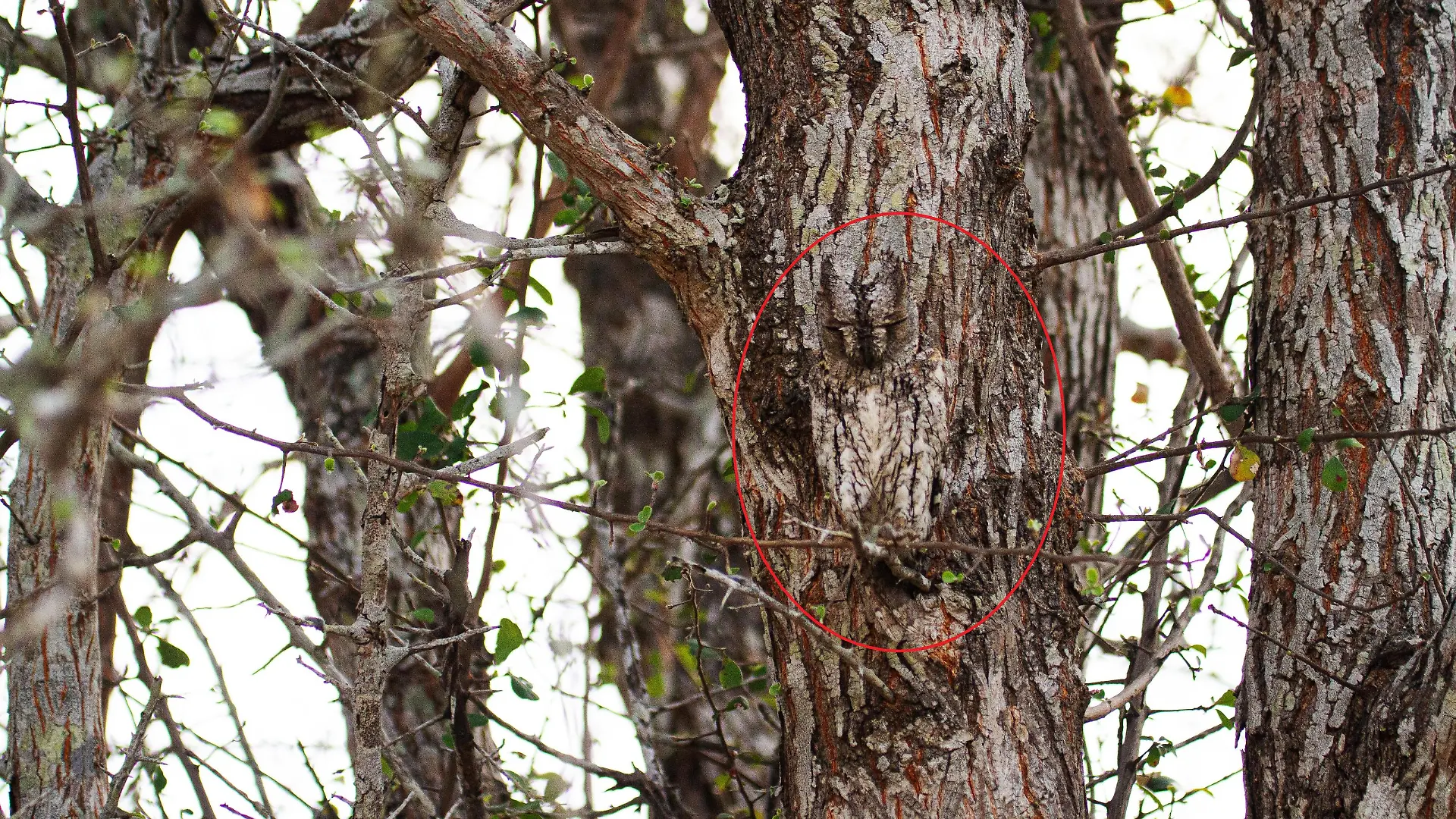 Eule Suchbild