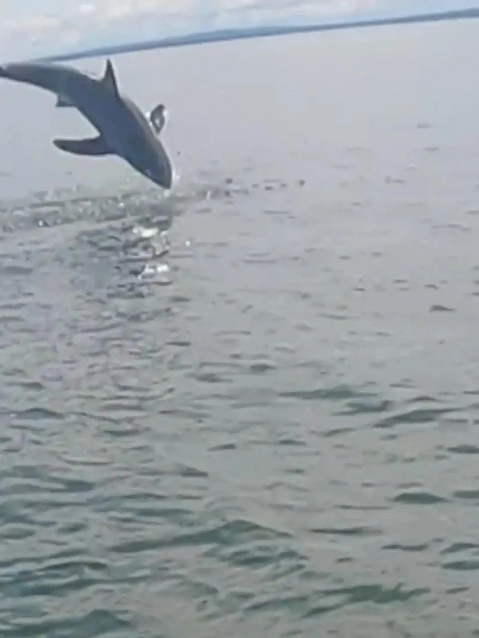 Was für ein Schock: Statt einen Barsch hatte dieser Angler in Kanada plötzlich etwas ganz anderes am Haken. Ein weißer Hai zerrt an der Angel und versucht sich durch meterhohe Sprünge zu befreien. Mit einem schnellen Schnitt durch die Leine entkommt der Angler der brenzligen Situation.