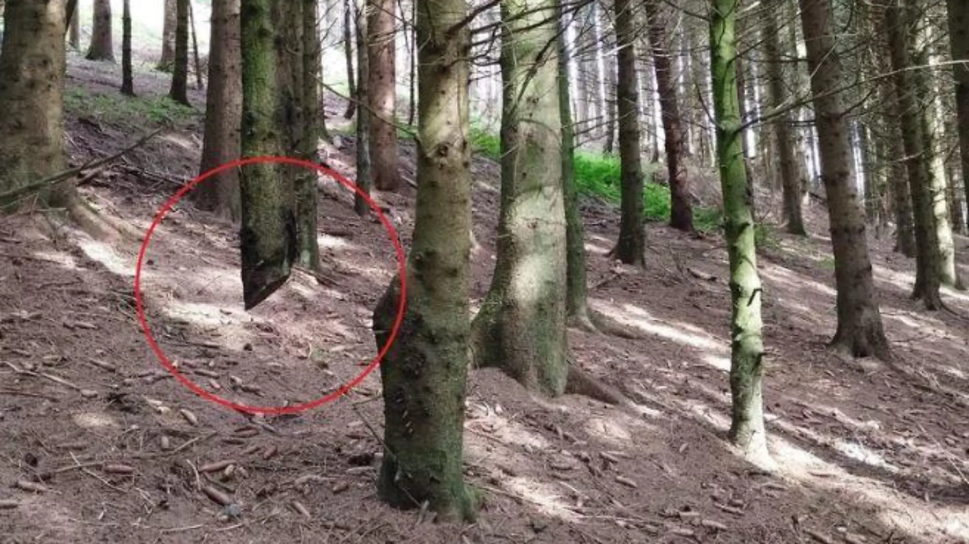 Baum schwebt