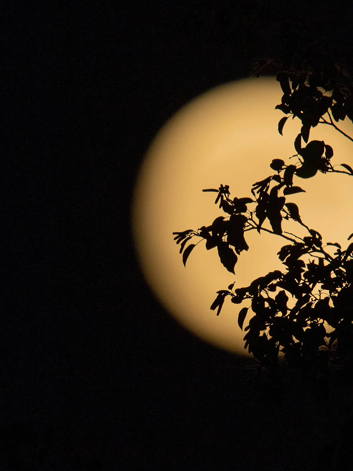 Full Beaver Moon In November An eclipse of the Moon, not visible in Europe and Italy, is expected on 8 November. Photo shows the almost full Moon in Taurus, called the Beaver Moon, on the evening of 7 November 2022 in Rieti, Italy. Rieti Italy PUBLICATIONxNOTxINxFRA Copyright: xRiccardoxFabix originalFilename: fabi-notitle221107_npGl8.jpg 