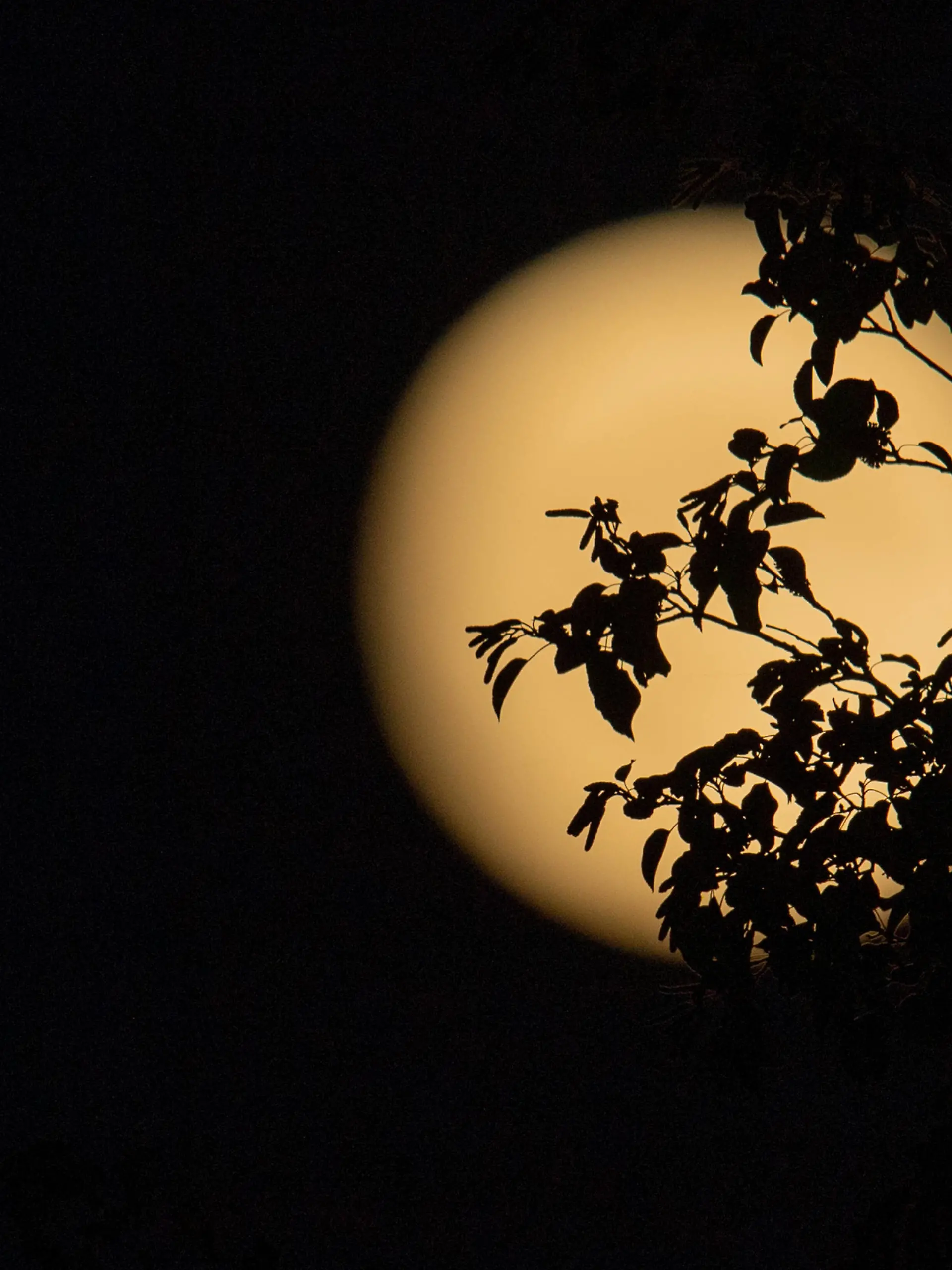 Full Beaver Moon In November An eclipse of the Moon, not visible in Europe and Italy, is expected on 8 November. Photo shows the almost full Moon in Taurus, called the Beaver Moon, on the evening of 7 November 2022 in Rieti, Italy. Rieti Italy PUBLICATIONxNOTxINxFRA Copyright: xRiccardoxFabix originalFilename: fabi-notitle221107_npGl8.jpg 