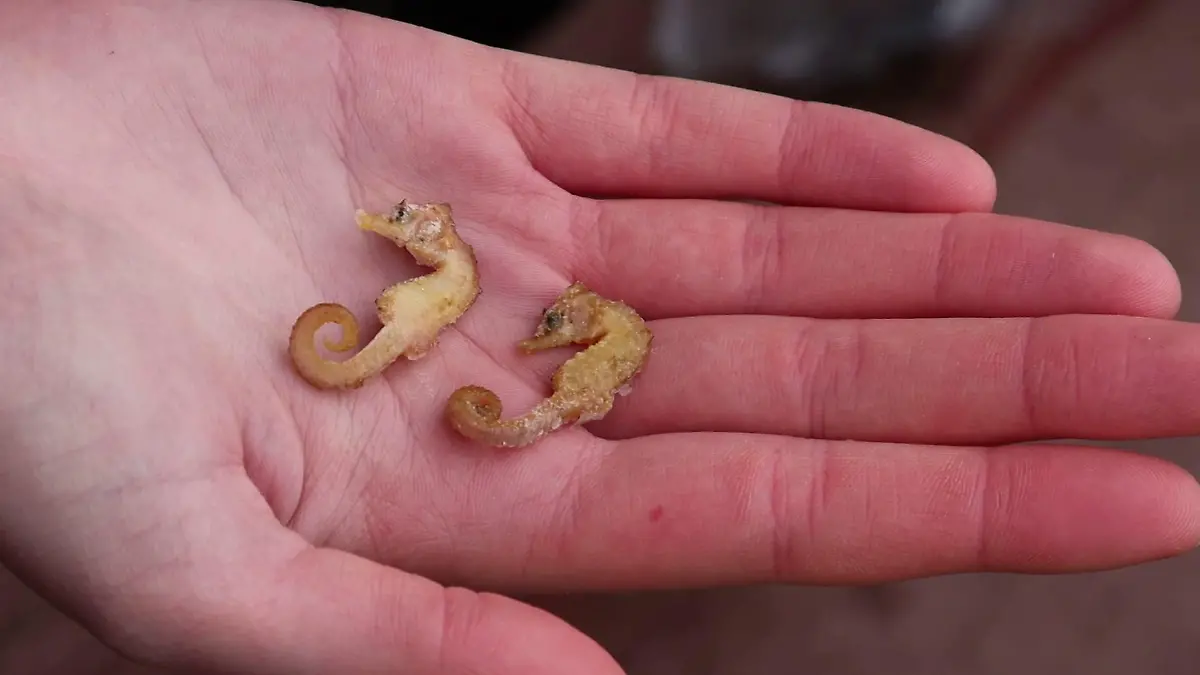 ARCHIV - 18.01.2022, Niedersachsen, Wangerooge: Zwei leblose Kurzschnäuzige Seepferdchen («Hippocampus hippocampus») liegen in der Hand eines Naturschutzwartes. In den vergangenen Monaten sorgten Sichtungen und Funde der Meeresbewohner immer wieder für Aufsehen an der Nordseeküste. Viele Fragen sind aber offen. Der WWF und Projektpartner bitten Strandspaziergänger, die Augen offen zu halten und Funde zu melden. (zu dpa: «Mehr Seepferdchen im Wattenmeer entdeckt - WWF bittet um Hinweise») Foto: Peter Kuchenbuch-Hanken/dpa +++ dpa-Bildfunk +++