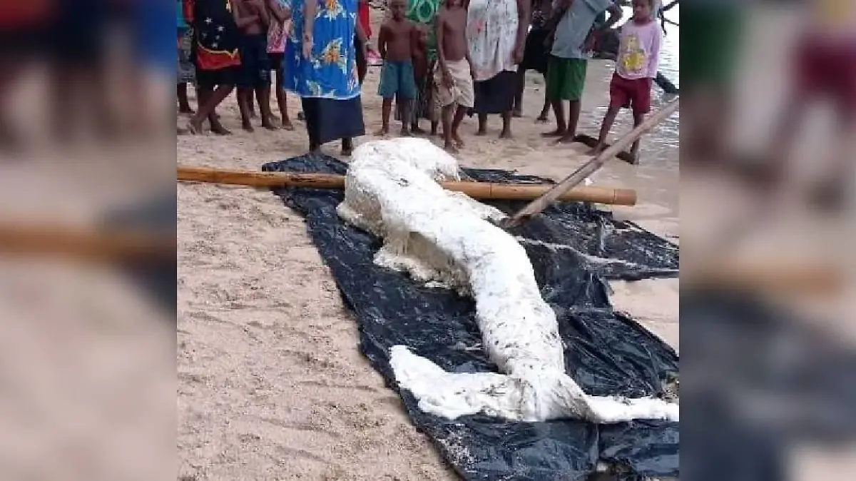 Kreatur an Land wird betrachtet