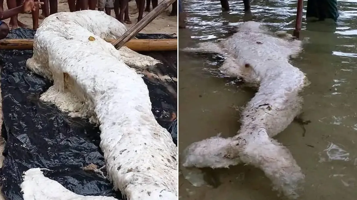 Collage von dem Globster