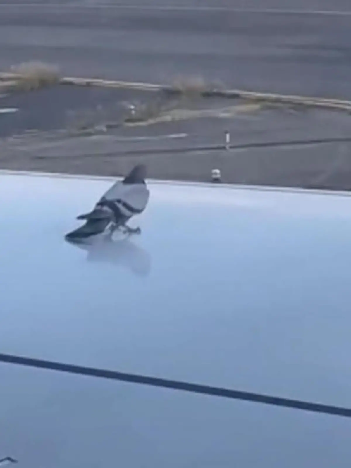 Diese Taube hat wohl die Geschwindigkeit des Fliegers unterschätzt. Denn als die Maschine beschleunigt, rutscht der Vogel von den Tragflächen.