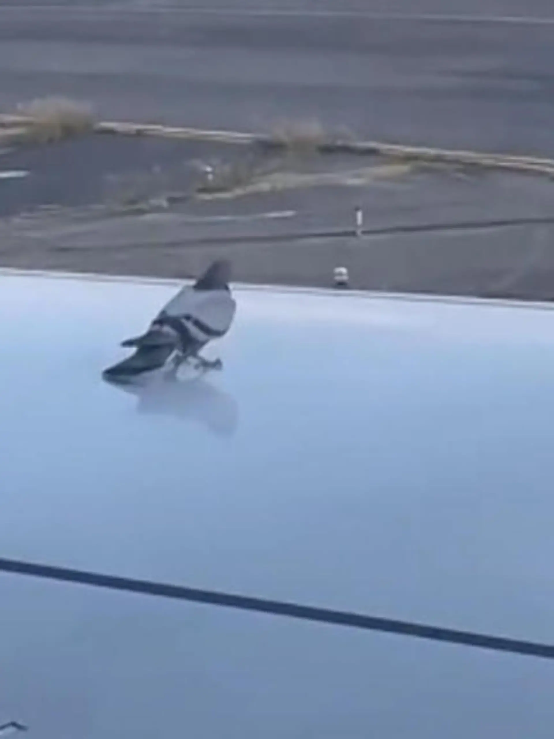 Diese Taube hat wohl die Geschwindigkeit des Fliegers unterschätzt. Denn als die Maschine beschleunigt, rutscht der Vogel von den Tragflächen.