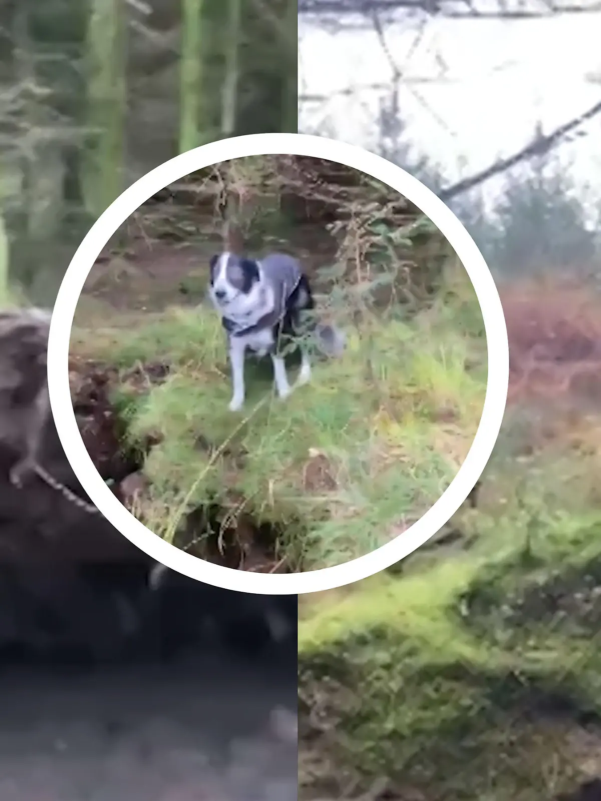 Mit diesem Erlebnis auf ihrer Gassirunde hätten David und Hund Jack auch nicht gerechnet. Sturm Babet fegt über Schottland, der Wind ist so stark, dass er plötzlich sogar den Waldboden anhebt. Inklusive Bäumen, Steinen - und Hund Jack. Die unglaublichen Bilder zeigen wir im Video.