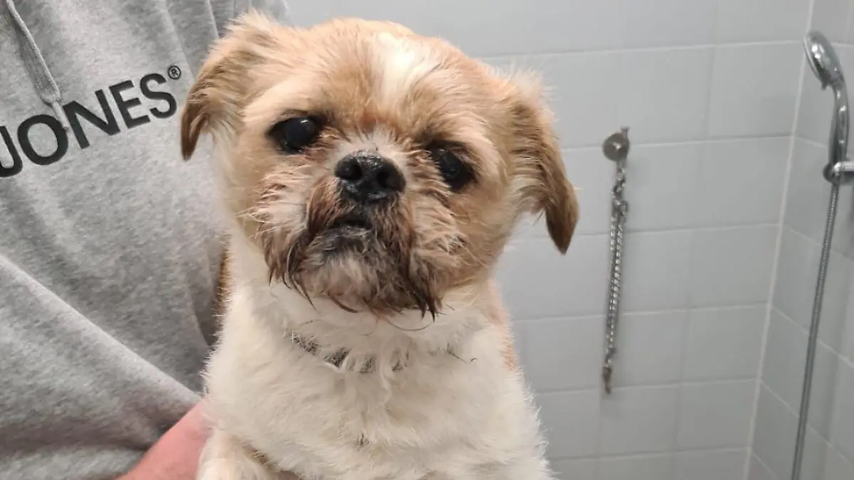 Hund Kalle auf Rastplatz in Bremen ausgesetzt